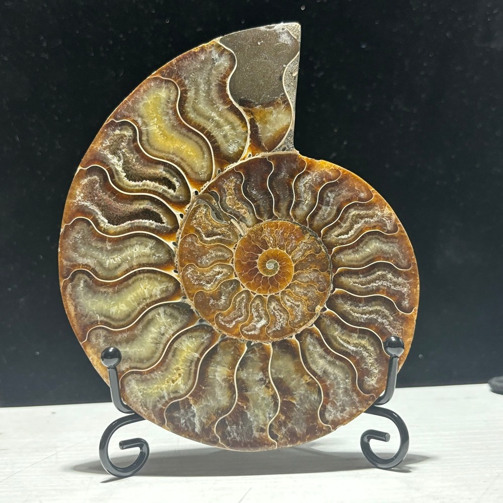 TOP 200G+ Natural ammonite fossil conch crystal specimen healing care 1pc