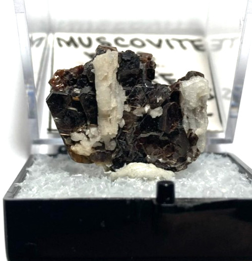 Muscovite and Albite Thumbnail from Brazil