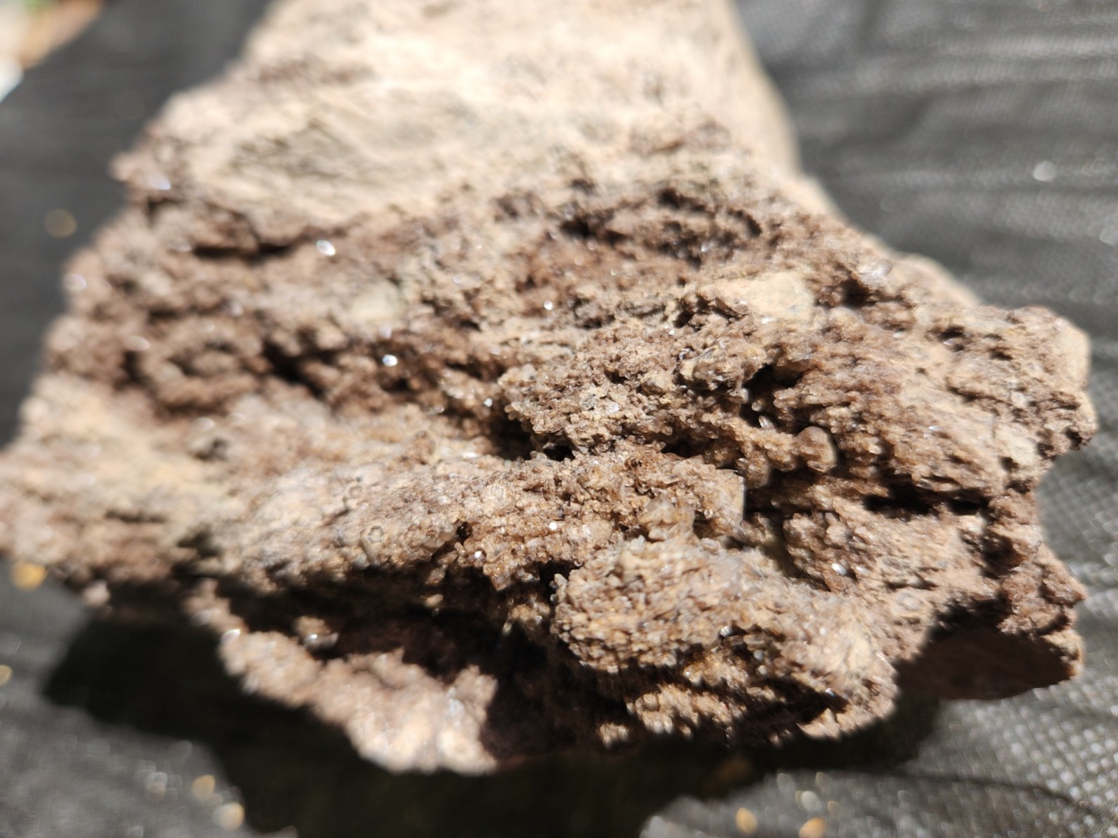 Brilliant Petrified Wood Crystallized Fossil Smoky Quartz Crystal Alabama