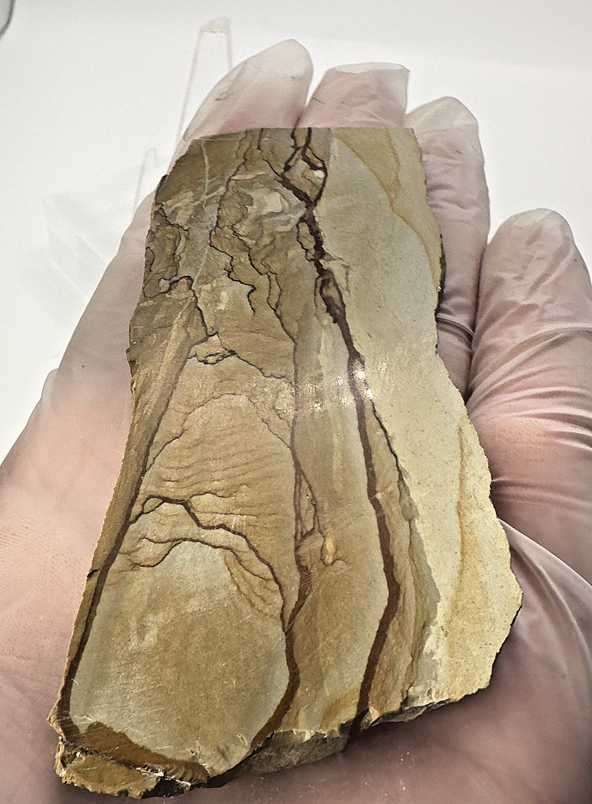 3) Rare Polished Ohwlee Picture Jasper Slab 4.75″ Display Specimen 2.25 oz
