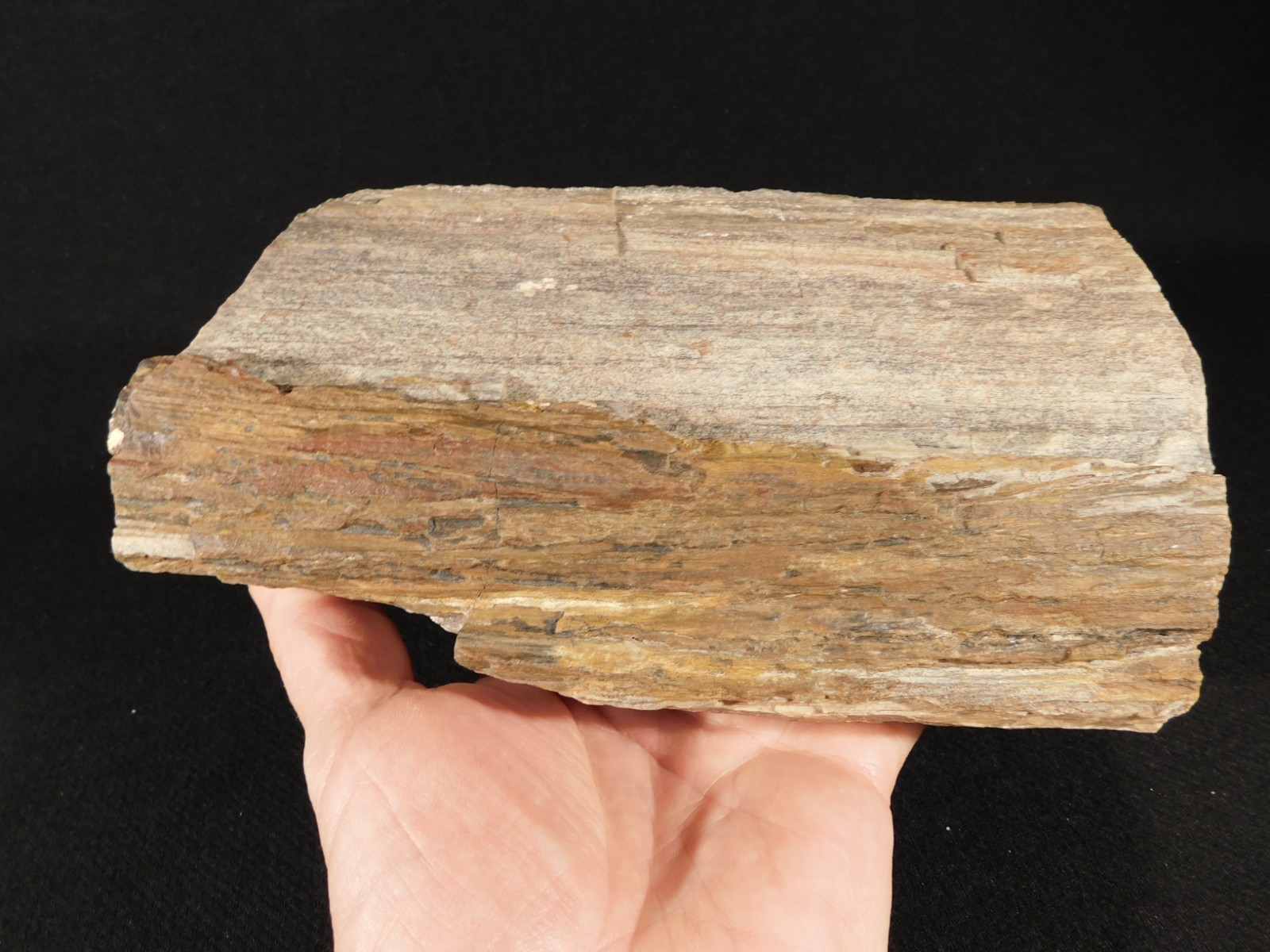Nice BARK! Big Petrified Wood Fossil From Jurassic Utah 2575gr