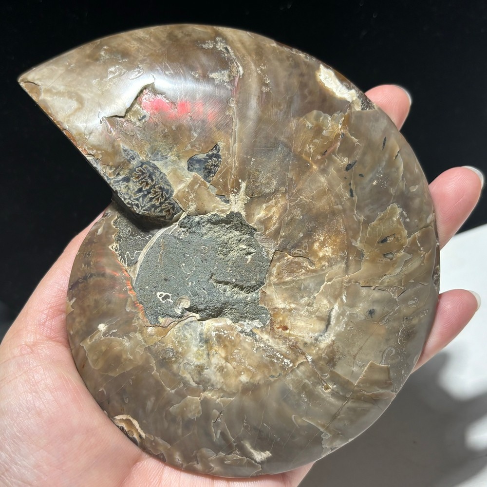 TOP 200G+ Natural ammonite fossil conch crystal specimen healing care 1pc