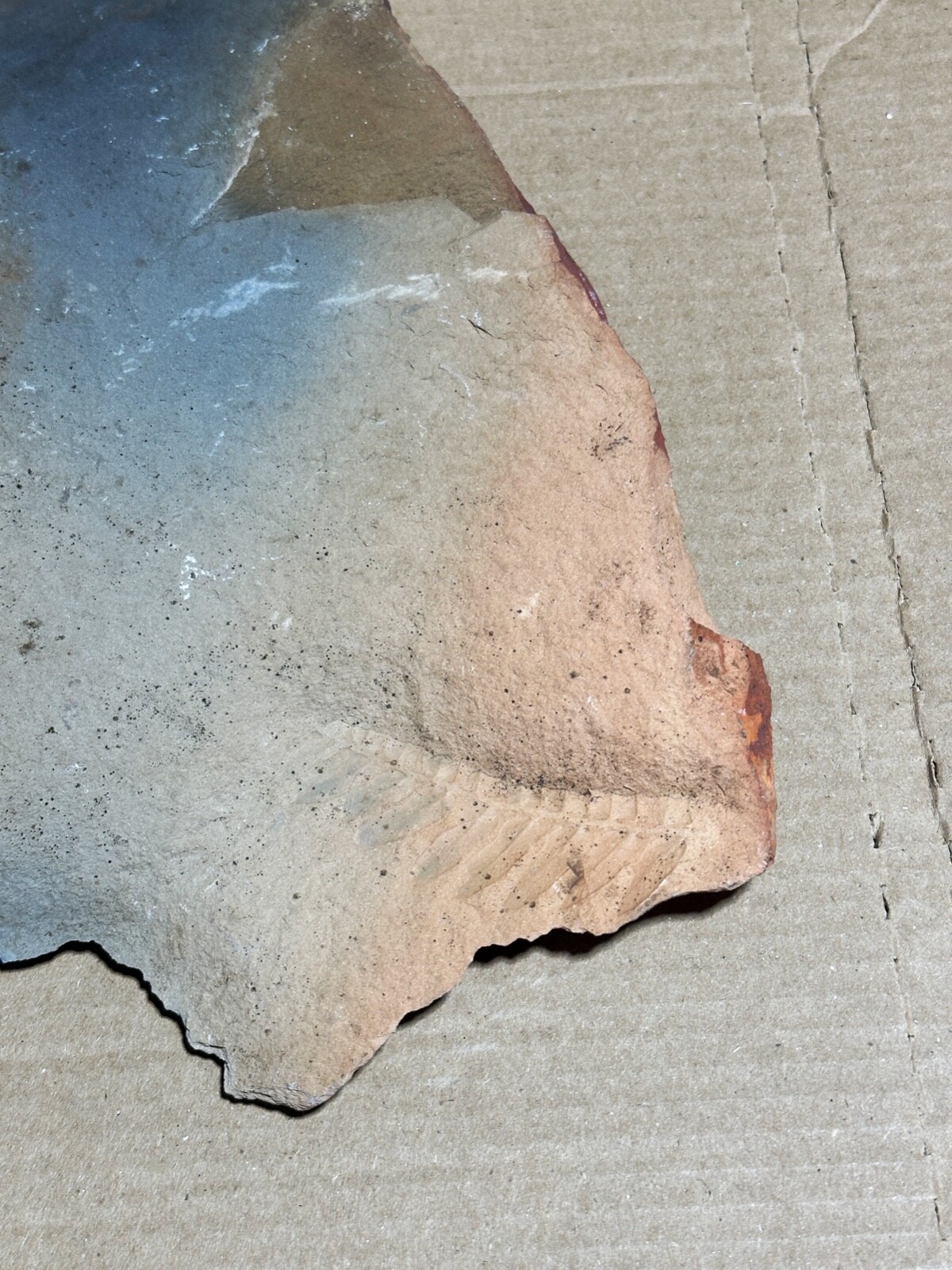 4lb 2oz Fern Fossil Red Sedimentary Shale