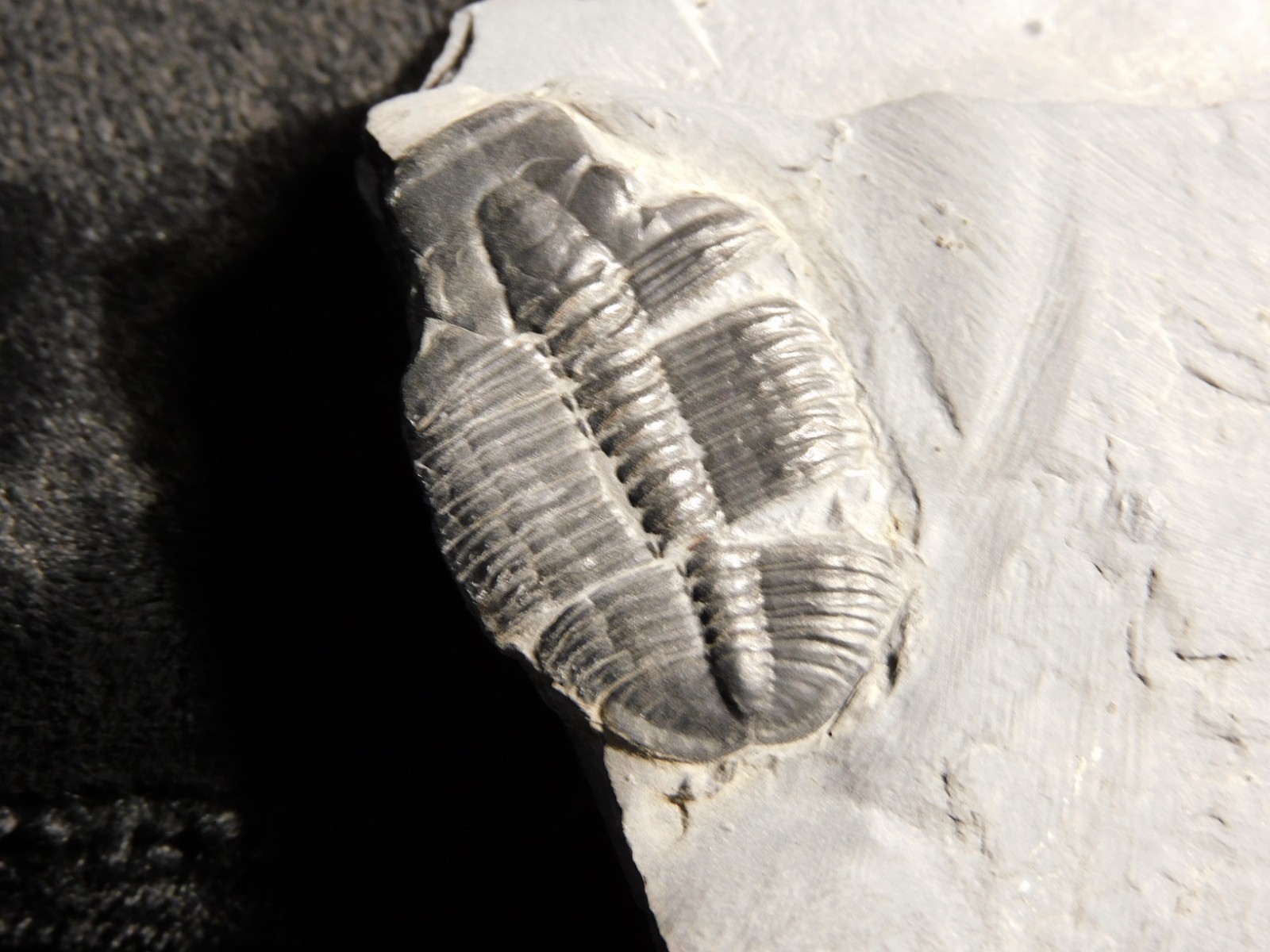 TRILOBITE Fossil with an Anomalocaris BITE! From Cambrian Utah 147 *C