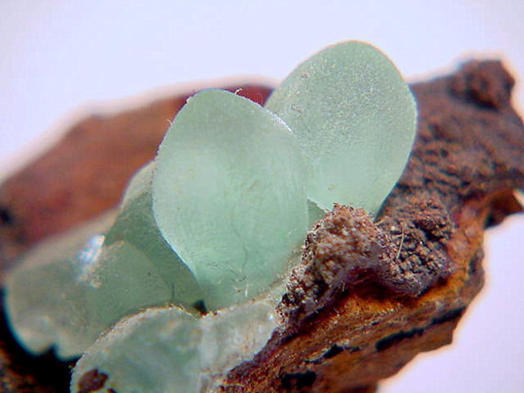 SMITHSONITE – 1999 Find – San Antonio Mine. Santa Eulalia, Chihuahua, MEXICO