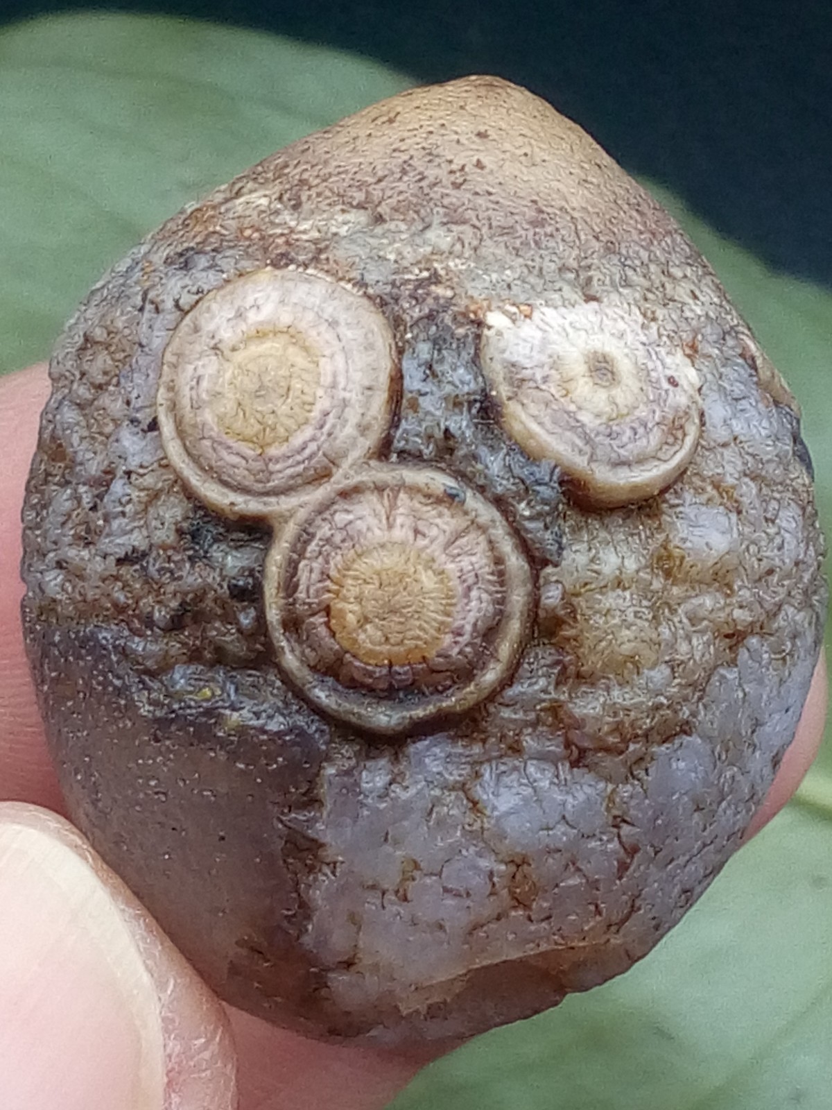 36mm Natural Gobi Agate eye agate stone collection