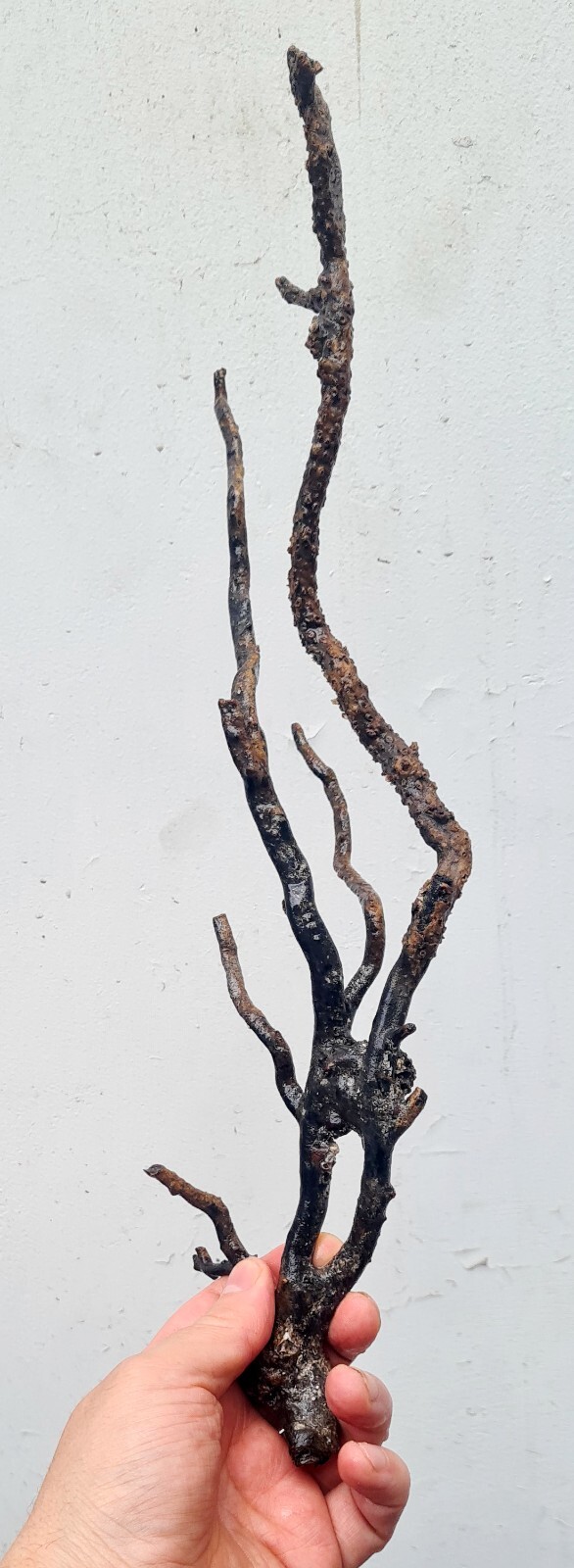 41cms GOLDEN BLACK CORAL PERU NATURAL BRANCH SEA GENUINE VB01
