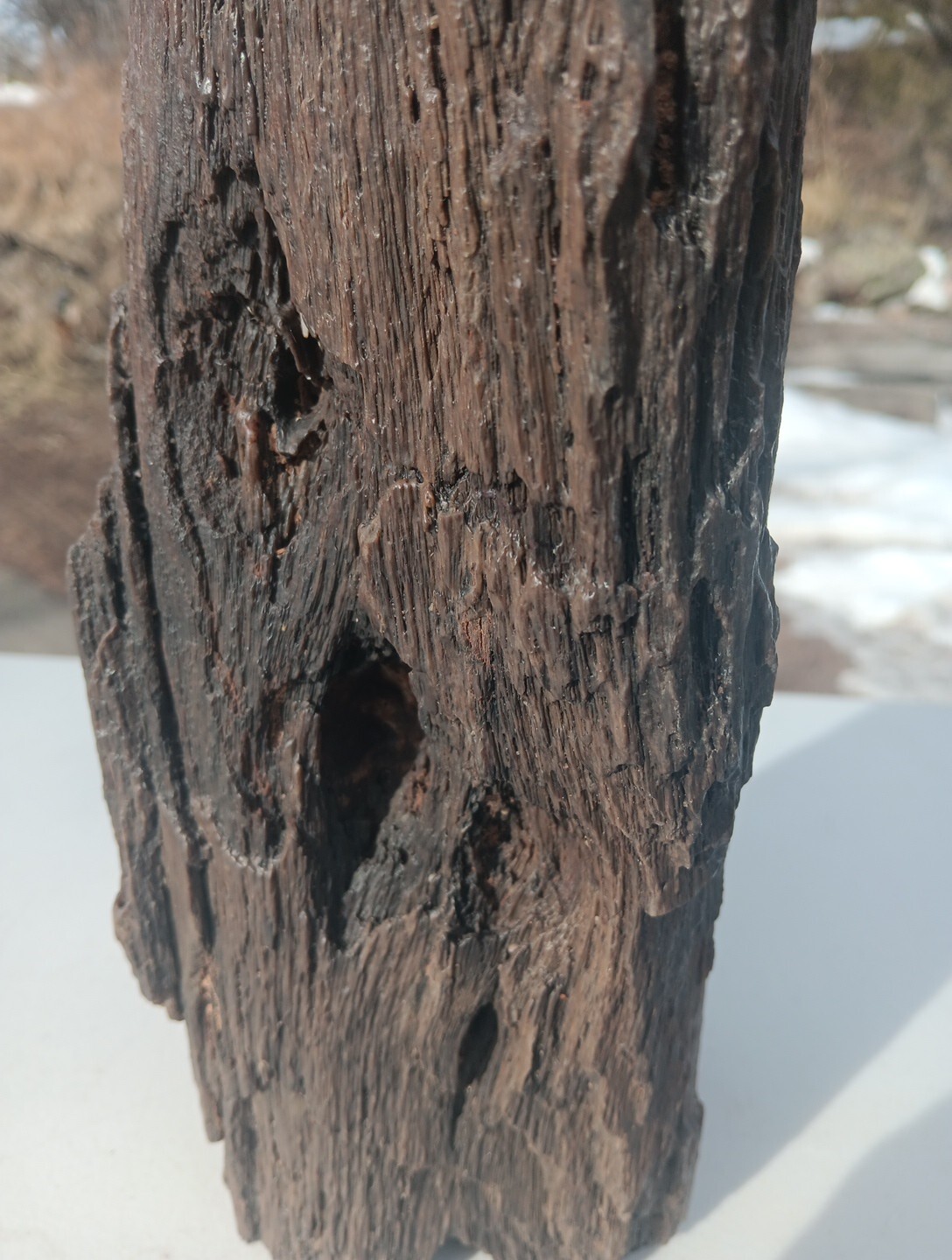 Petrified Iron Wood Fossil Tower Twistes Knots Holes Rings 10 3/4lb Display Rare