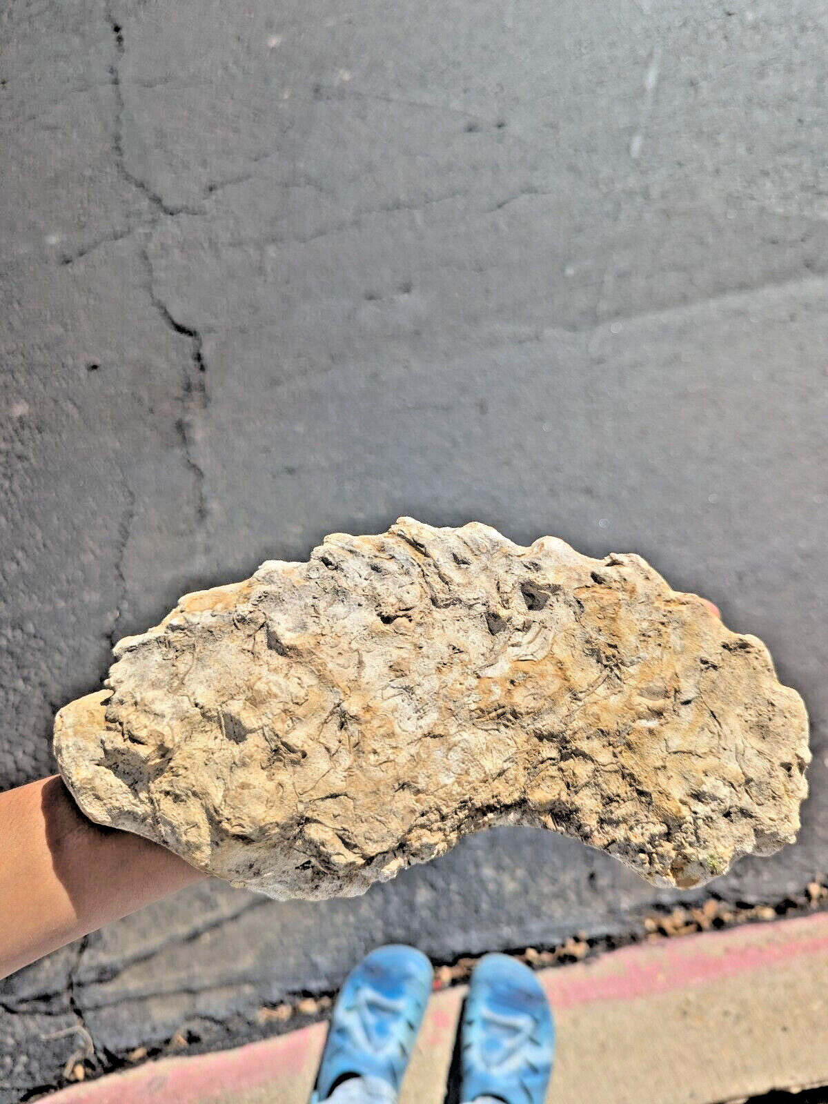 Palm/plant fossil. Color: White and mix of gold and brown. Good condition. REAL!