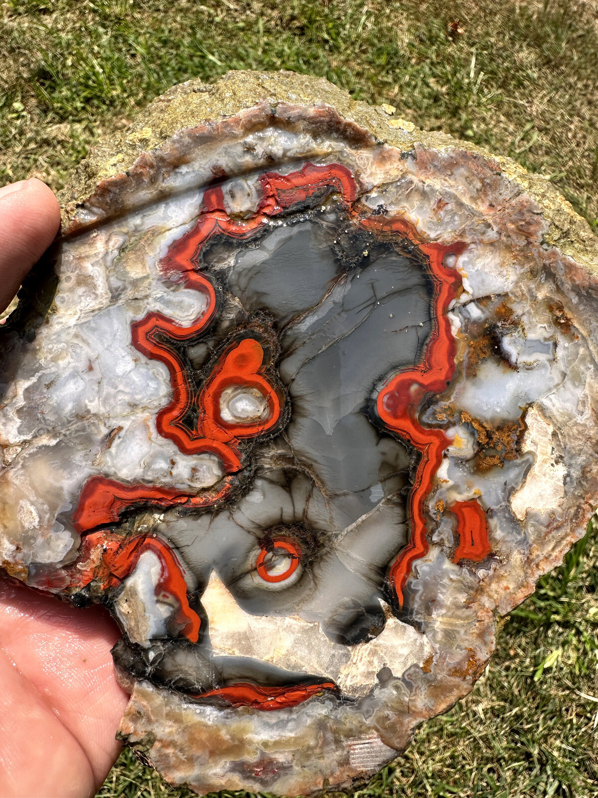 6 1/2 INCHES__Beautiful Imperial Kentucky Agate Slab from Estill County