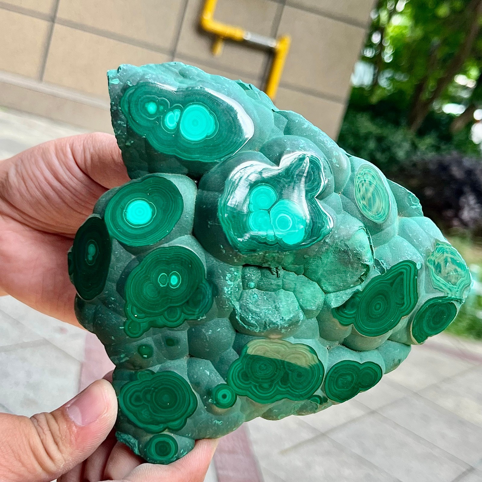 2.2 lb Eye Pattern Malachite Partially Polished Freeform Raw Back Specimen