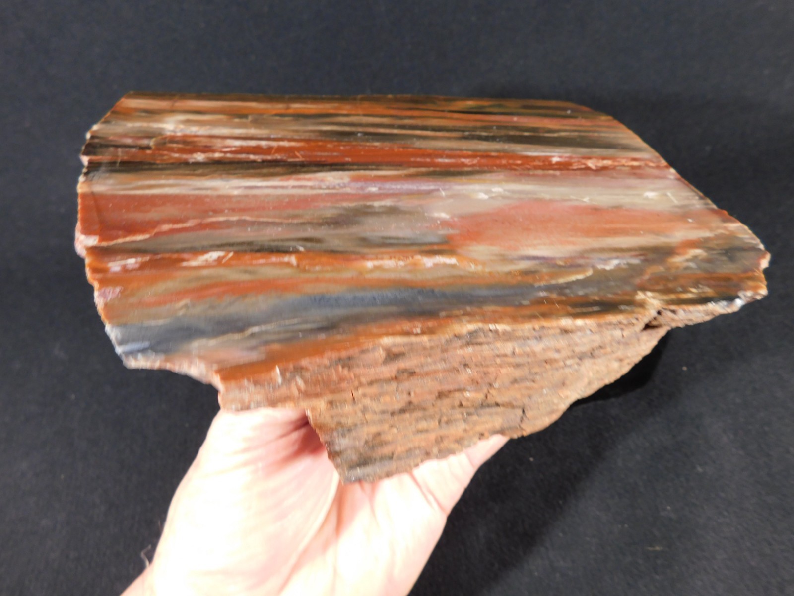 Big! 210 MILLION Year Old! Polished Petrified RAINBOW WOOD Fossil Arizona 1960gr
