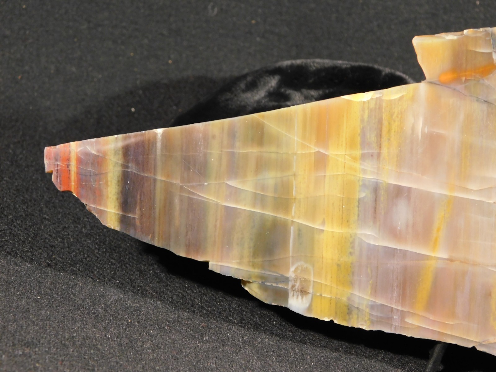 Larger 210 Million Year Old! Polished Petrified WOOD Fossil Slab Arizona 925gr