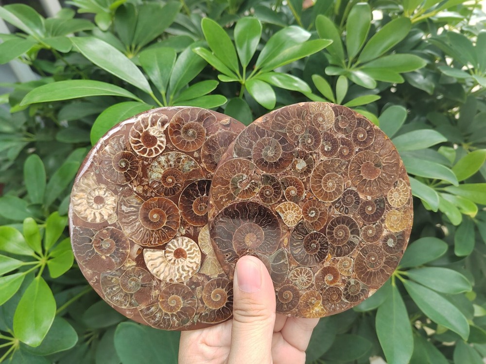 Natural Ammonite Disc Fossil Conch Specimen Healing +Stand 1PC