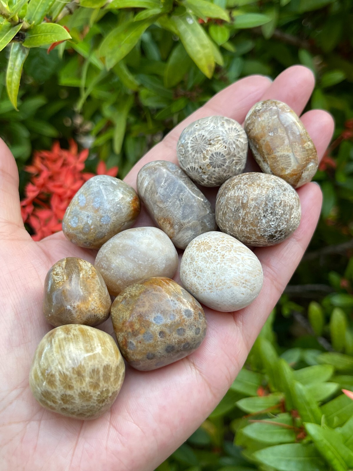 Grade A++ Fossil Coral Tumbled Stone, 0.75-1.25″ Tumbled Fossil Coral, Bulk Lot