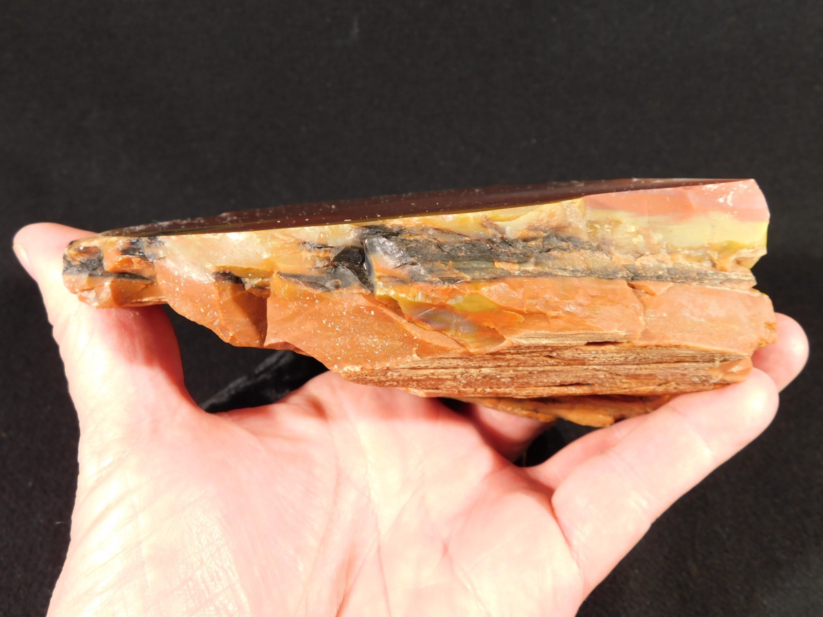 Larger! Red Purple Yellow Polished Petrified RAINBOW WOOD Fossil Arizona 959gr