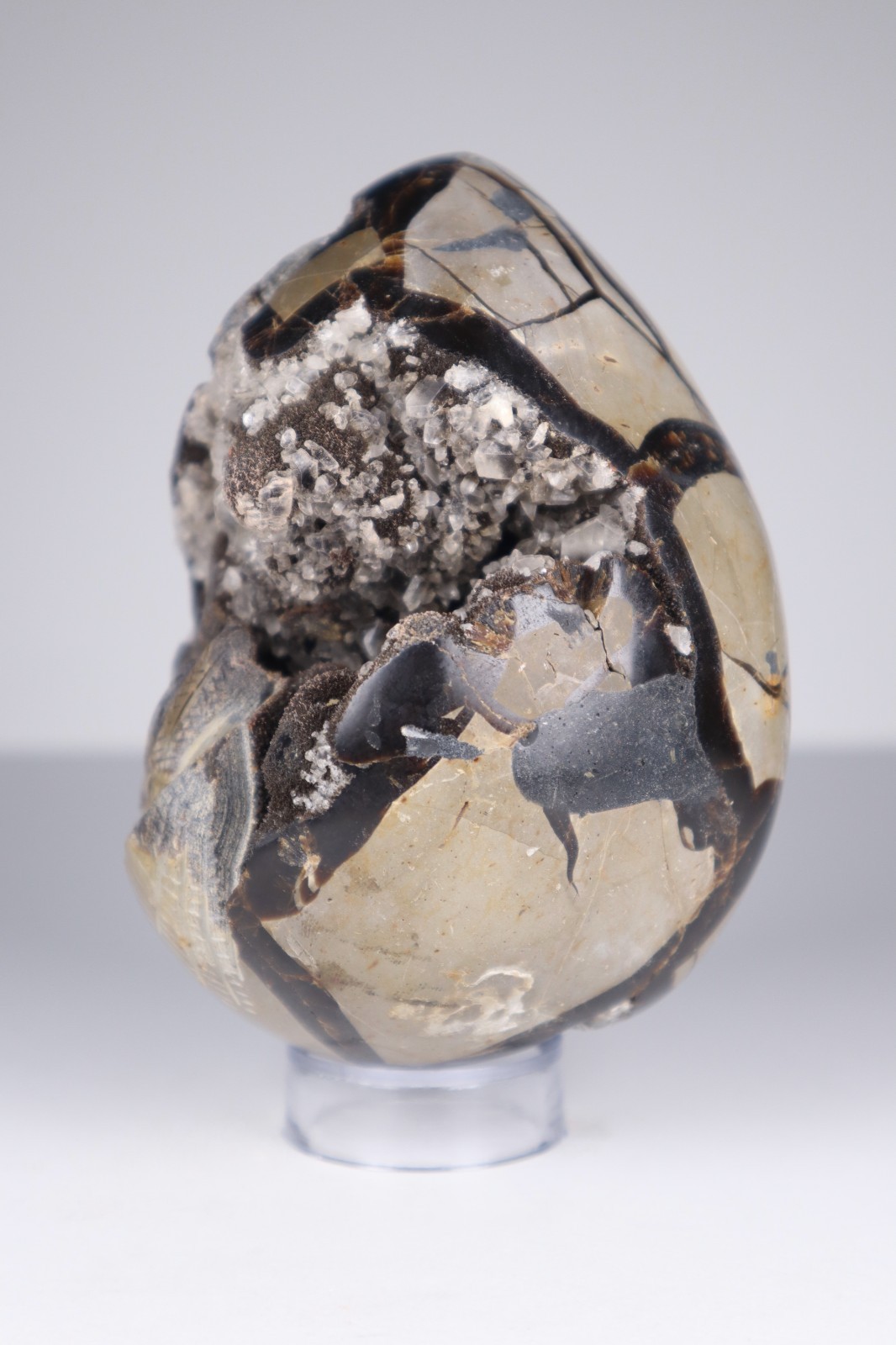 Huge Septarian Dragon Egg 4.3lb Calcite Crystal Cave Fossil Shell Display Stone