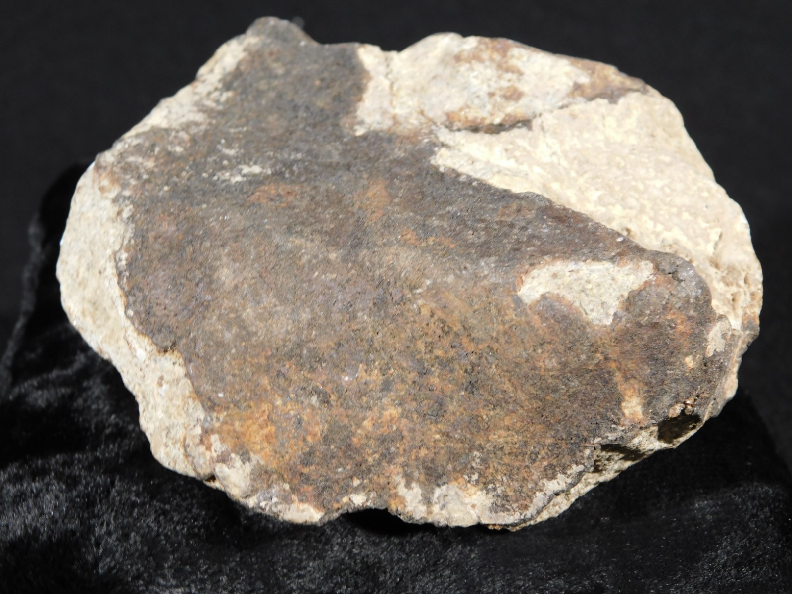 Larger! CLASSIFIED NWA 8245 METEORITE with Dark Fusion Crust Erfoud, Morocco 471