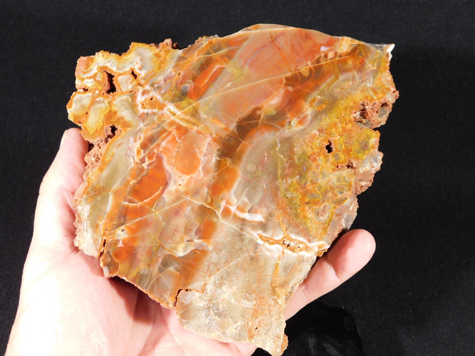 Larger! Colorful Polished Petrified WOOD RAINBOW Fossil Slab Arizona 1135gr