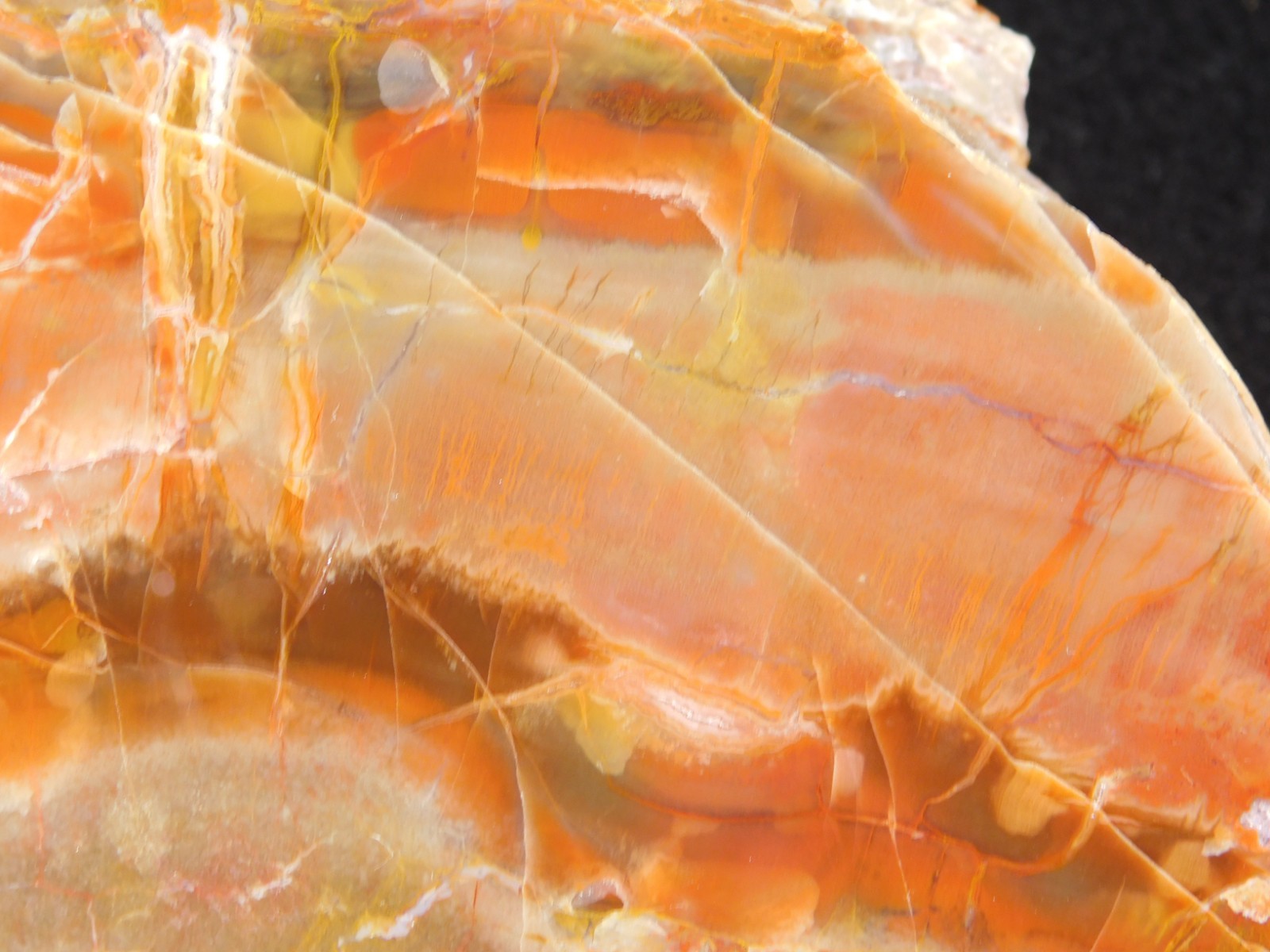 Larger! Colorful Polished Petrified WOOD RAINBOW Fossil Slab Arizona 1135gr