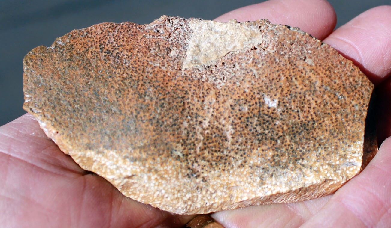 Petrified Palmwood • 2.0 oz. • Juab County, Utah