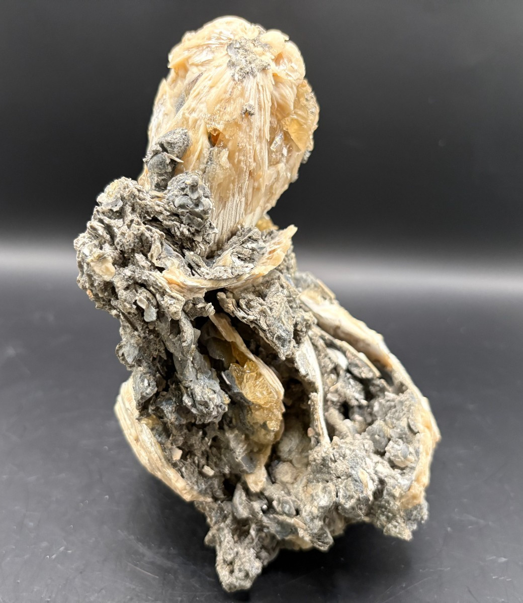 Premium Calcite Clam Fossil Cluster 8″ in Matrix – Cut Display Base – OTS