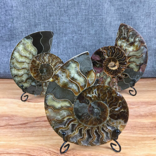top! Natural ammonite fossil conch Crystal specimen healing+stand 1PC 200g+