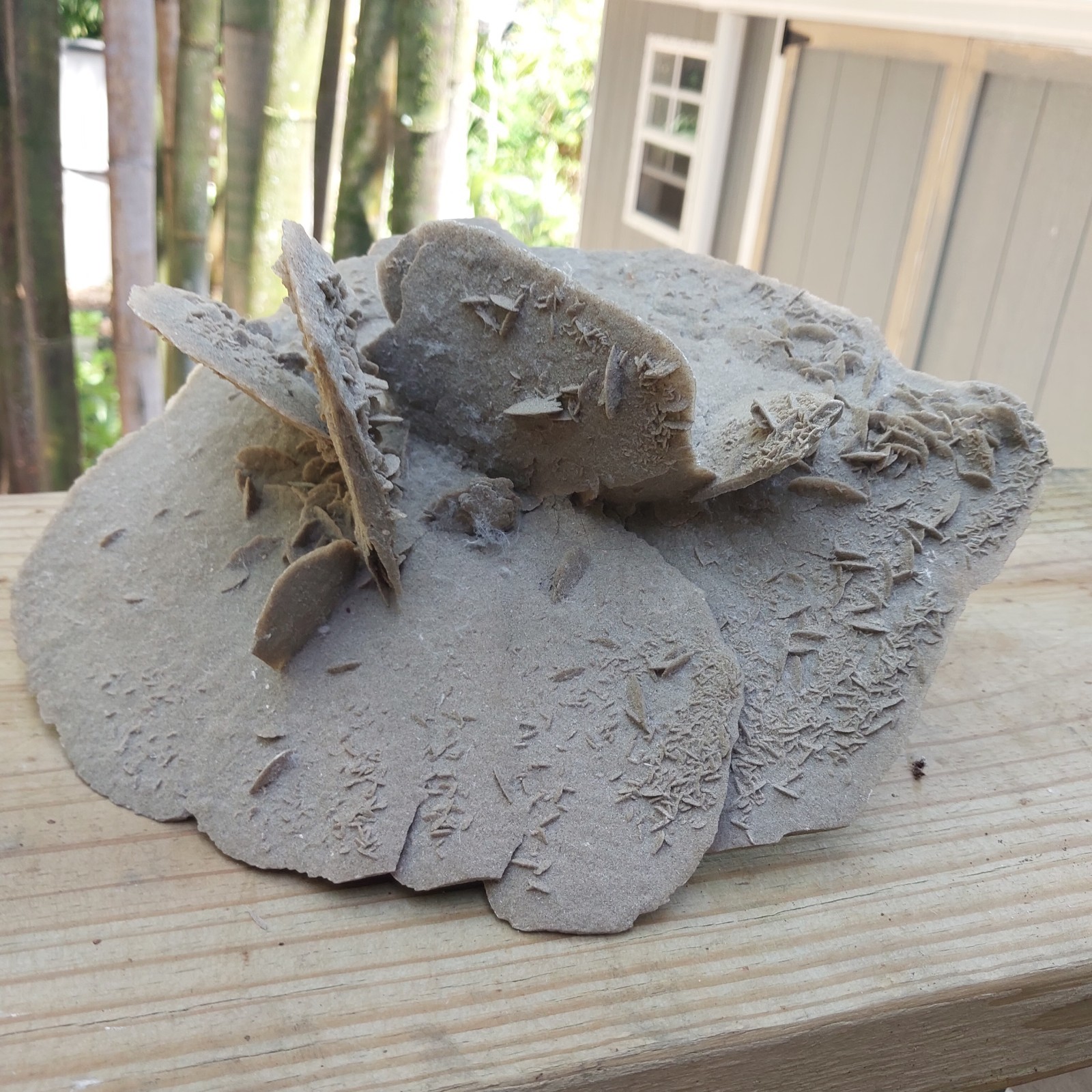 Desert Rose Selenite Gypsum Crystal Formation Mineral Specimen 12″ By 7″