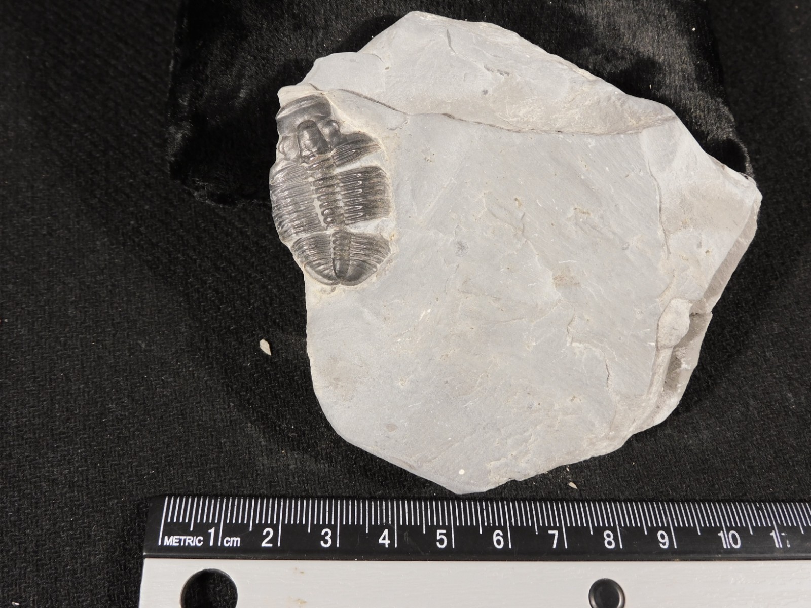 TRILOBITE Fossil with an Anomalocaris BITE! From Cambrian Utah 147 *C