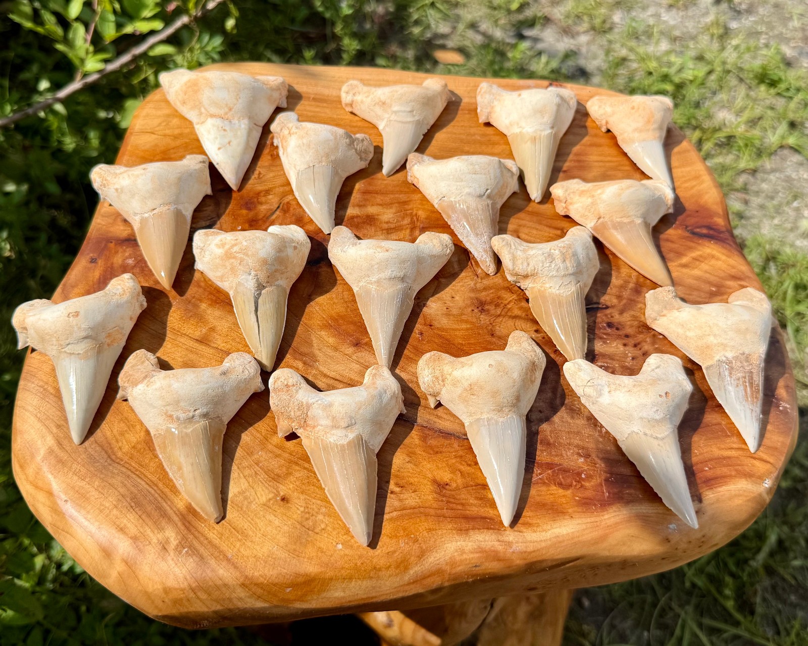 LARGE Shark Tooth Fossils, Natural Fossilized Shark Teeth – Choose Size & Amount
