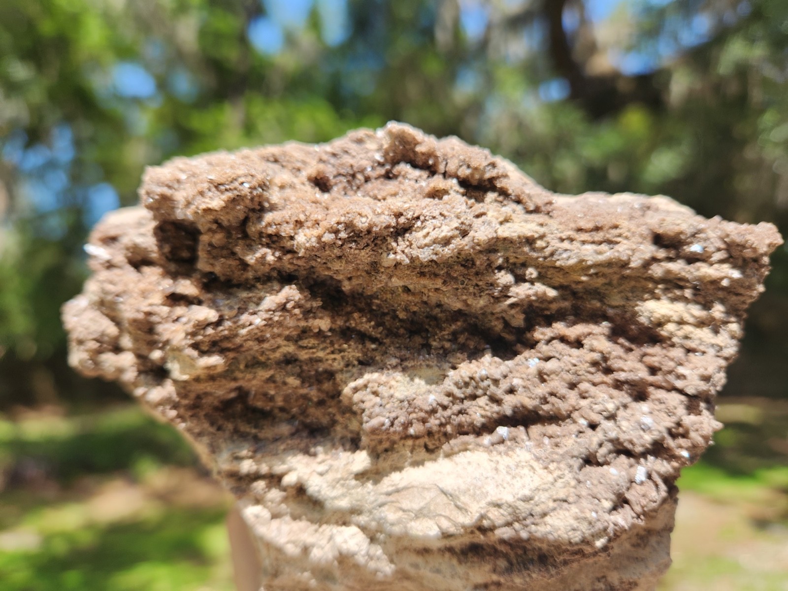 Brilliant Petrified Wood Crystallized Fossil Smoky Quartz Crystal Alabama