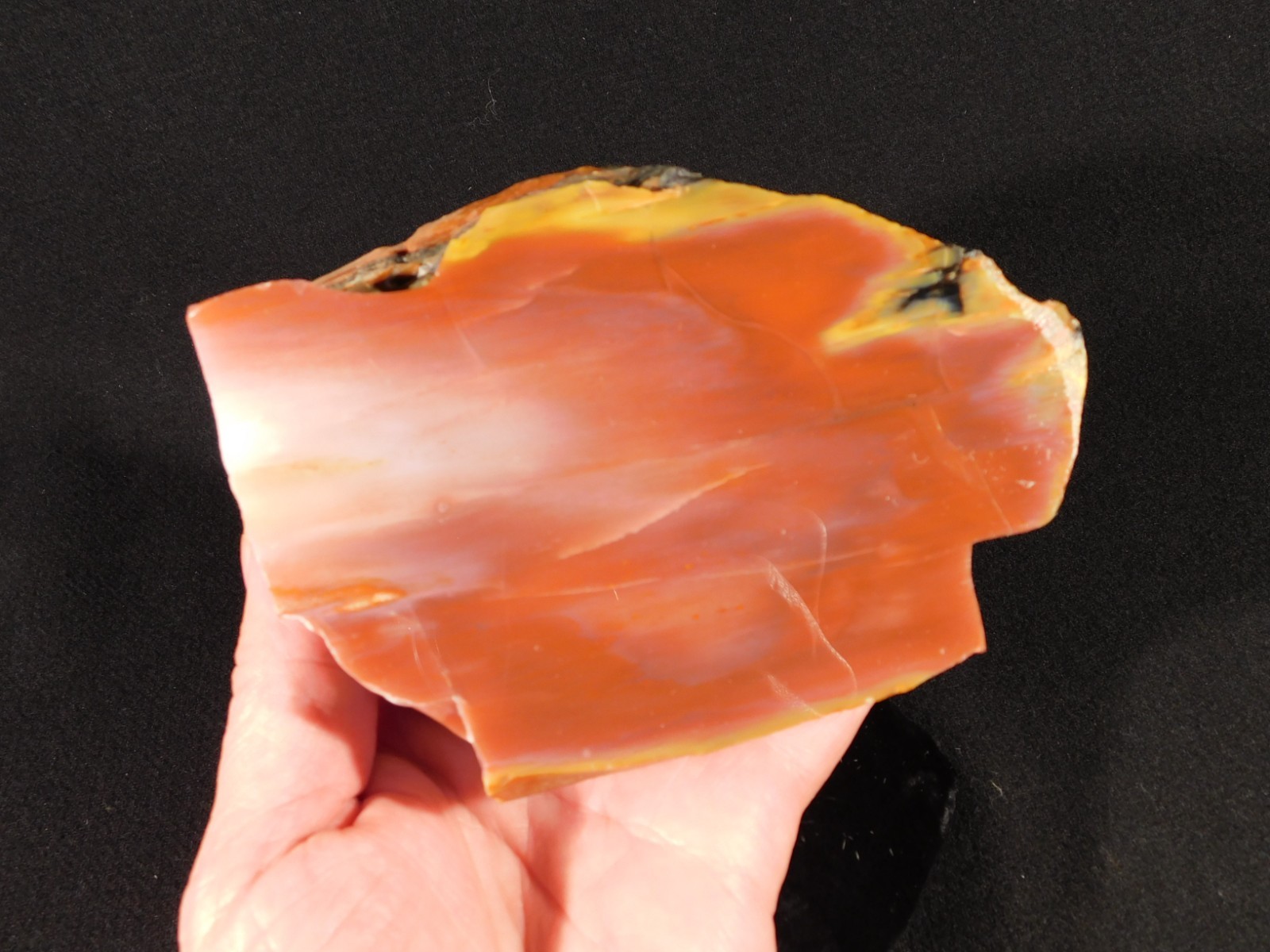 Larger! Red Purple Yellow Polished Petrified RAINBOW WOOD Fossil Arizona 959gr