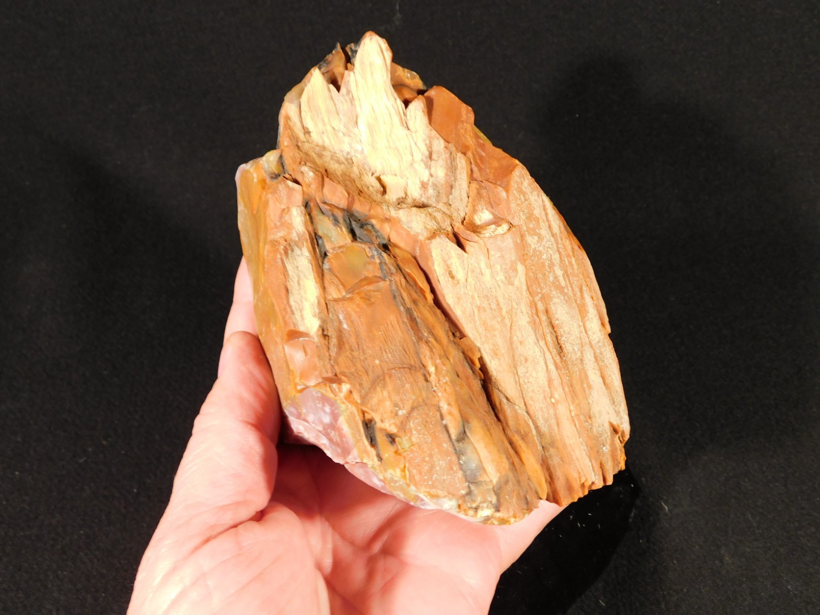 Larger! Red Purple Yellow Polished Petrified RAINBOW WOOD Fossil Arizona 959gr