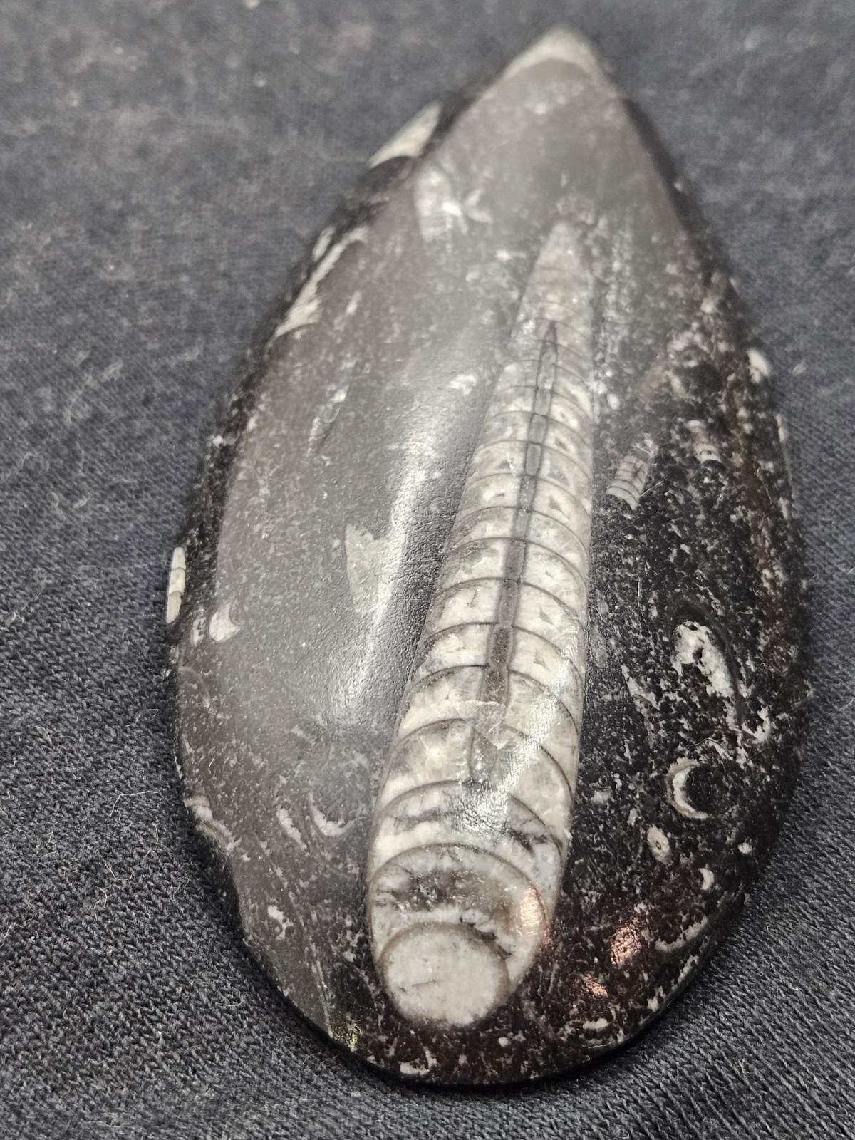Polished Orthoceras Fossil Palm Stone – Morocco – Devonian Era Cephalopod