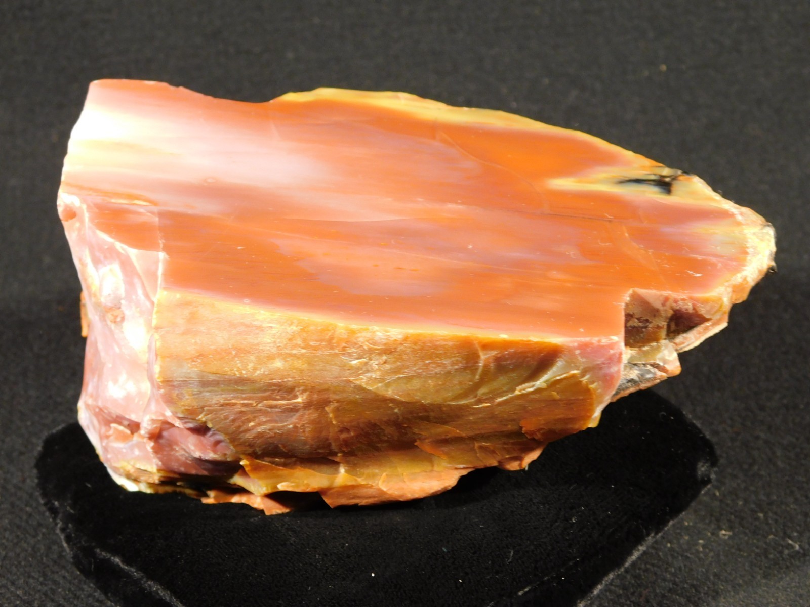 Larger! Red Purple Yellow Polished Petrified RAINBOW WOOD Fossil Arizona 959gr
