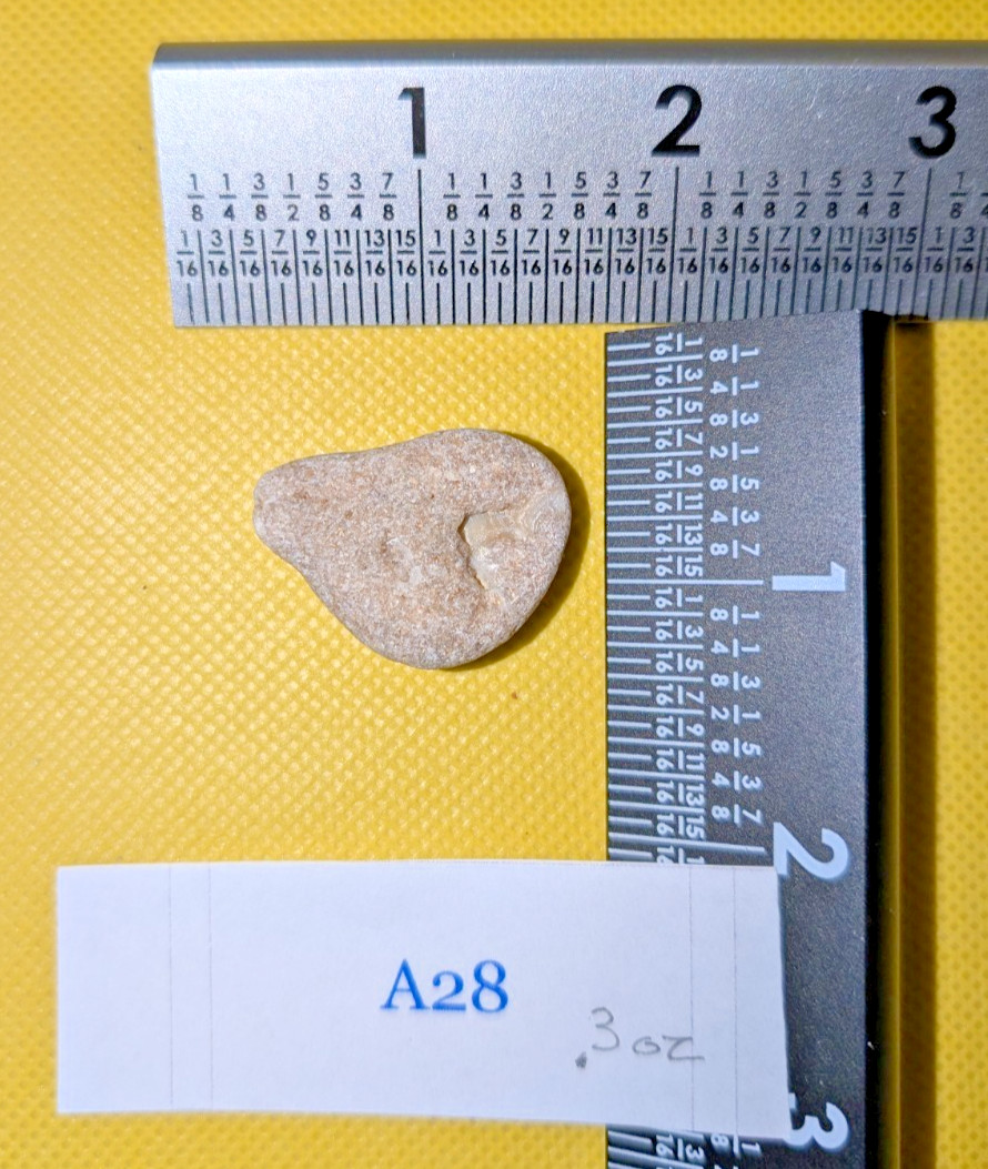 Florida Fossilized Coquina Rock Specimen Maritime Decor – 1 1/2 in .3 oz A28