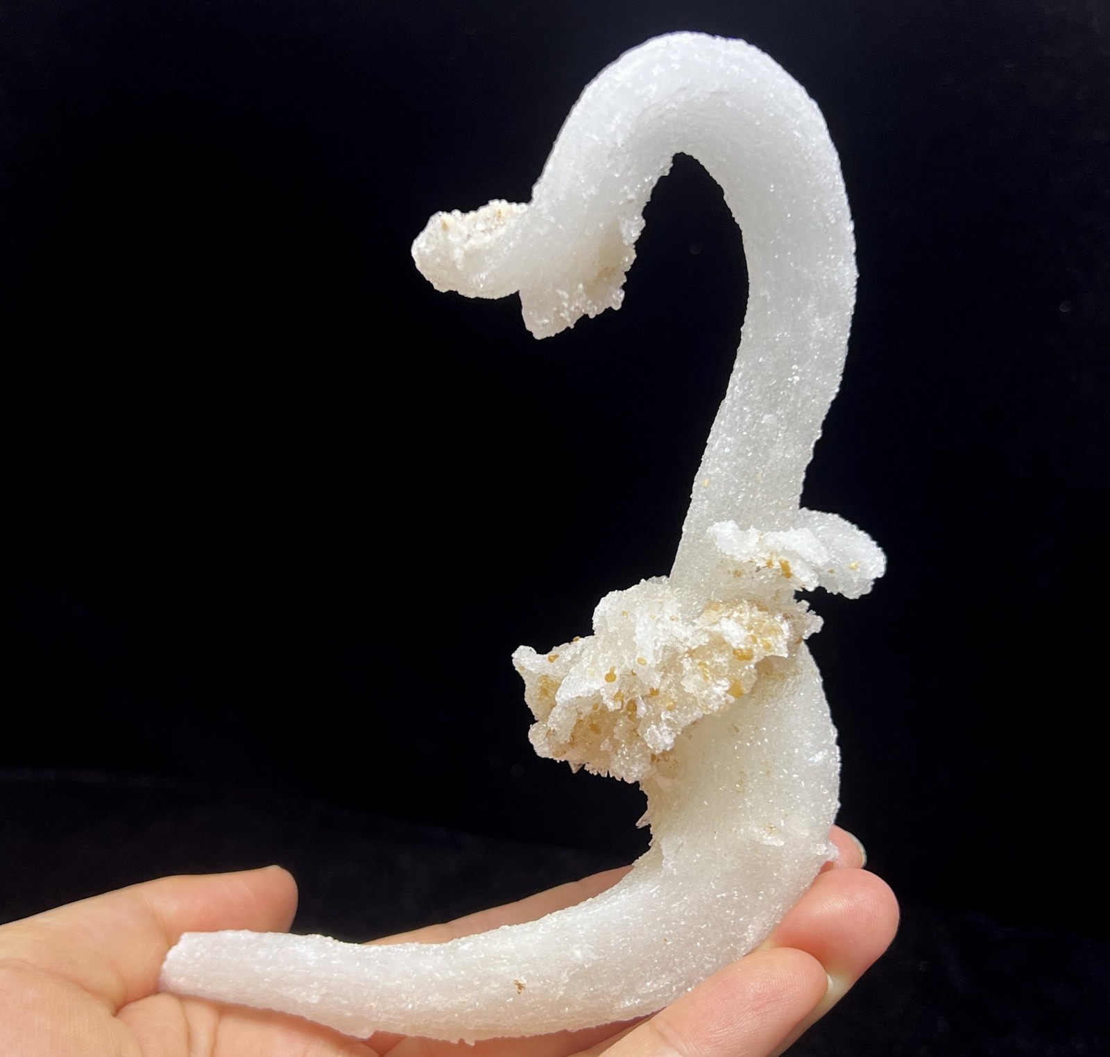152mm Sparkling POWERFUL ‘Ram’s Horn’ shape Selenite (Gypsum), Natural Mineral