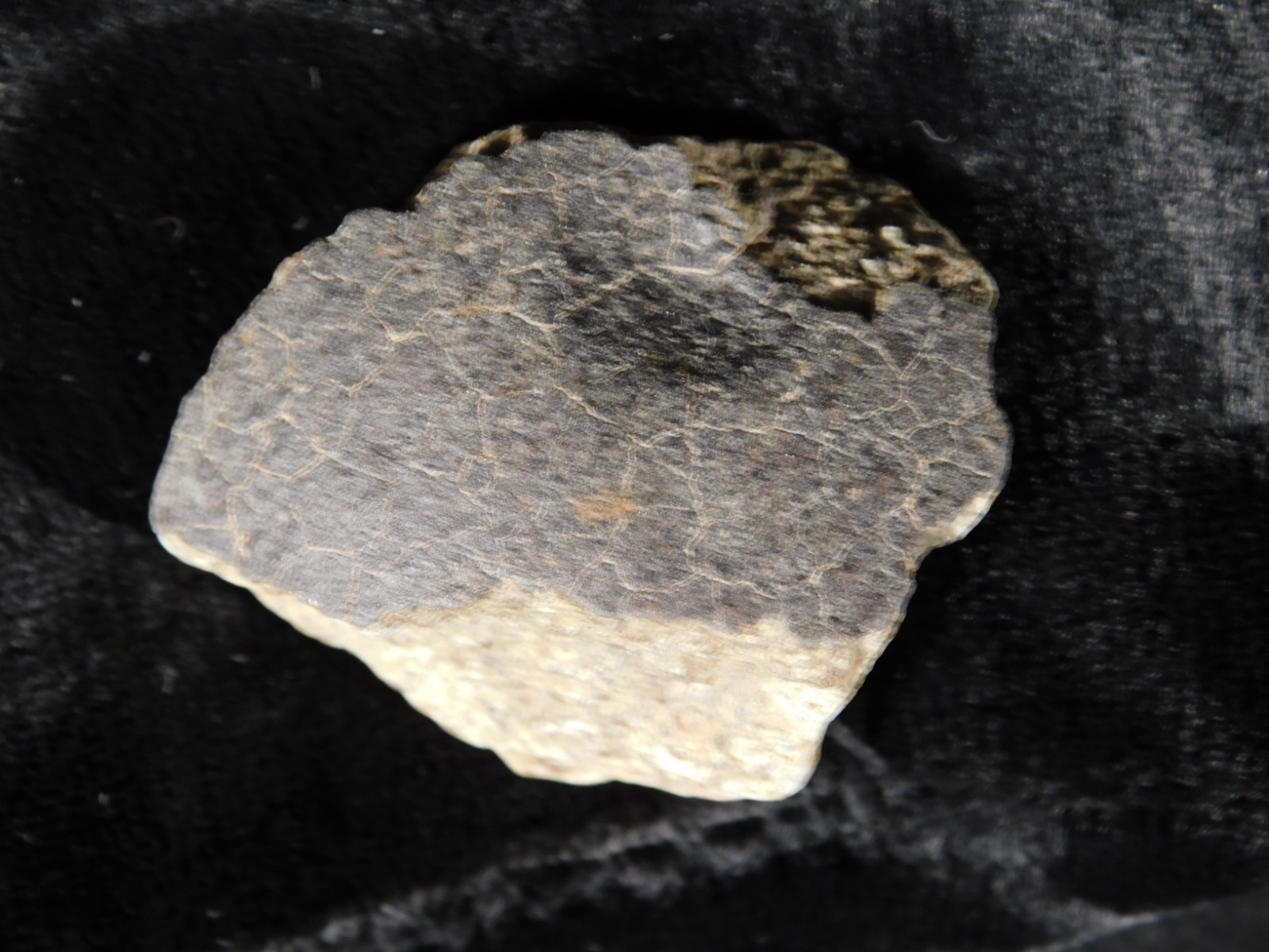 NWA 8245 METEORITE with DARK Fusion Crust & Contraction CRACKS Morocco 36.1gr