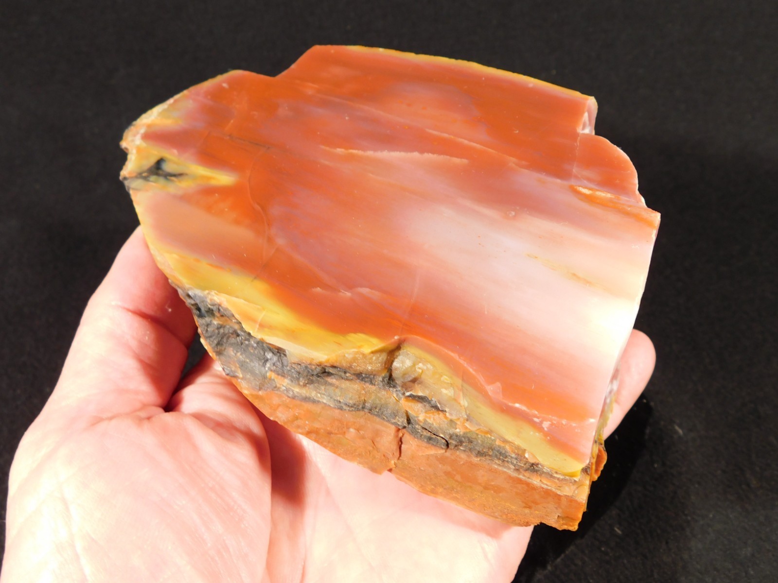 Larger! Red Purple Yellow Polished Petrified RAINBOW WOOD Fossil Arizona 959gr