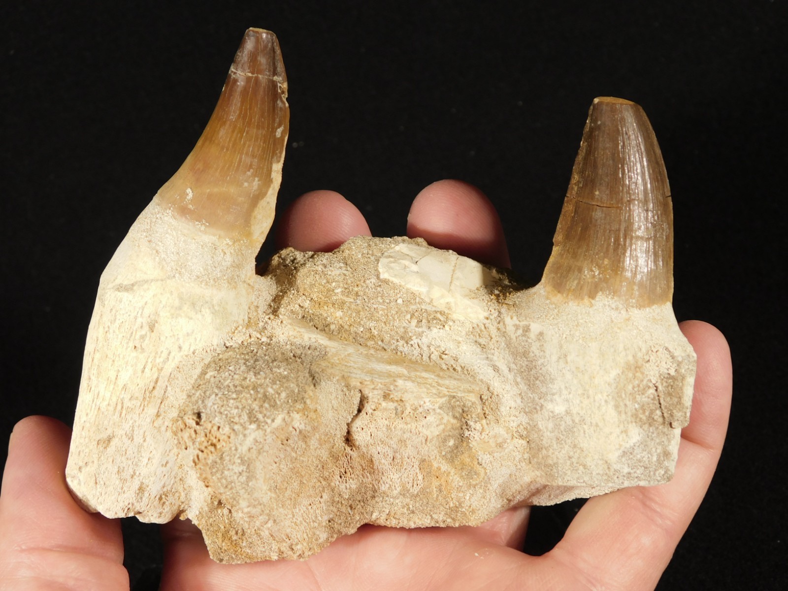 Mosasaurus JAW Bone Fossil with TWO TOOTH Fossils and Stand Morocco 258gr