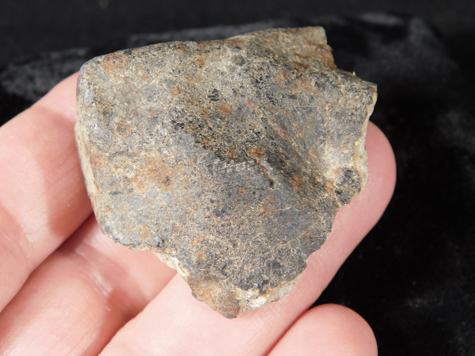 Classified NWA 8245 METEORITE 100% Natural FELL in Erfoud, Morocco 63.2gr