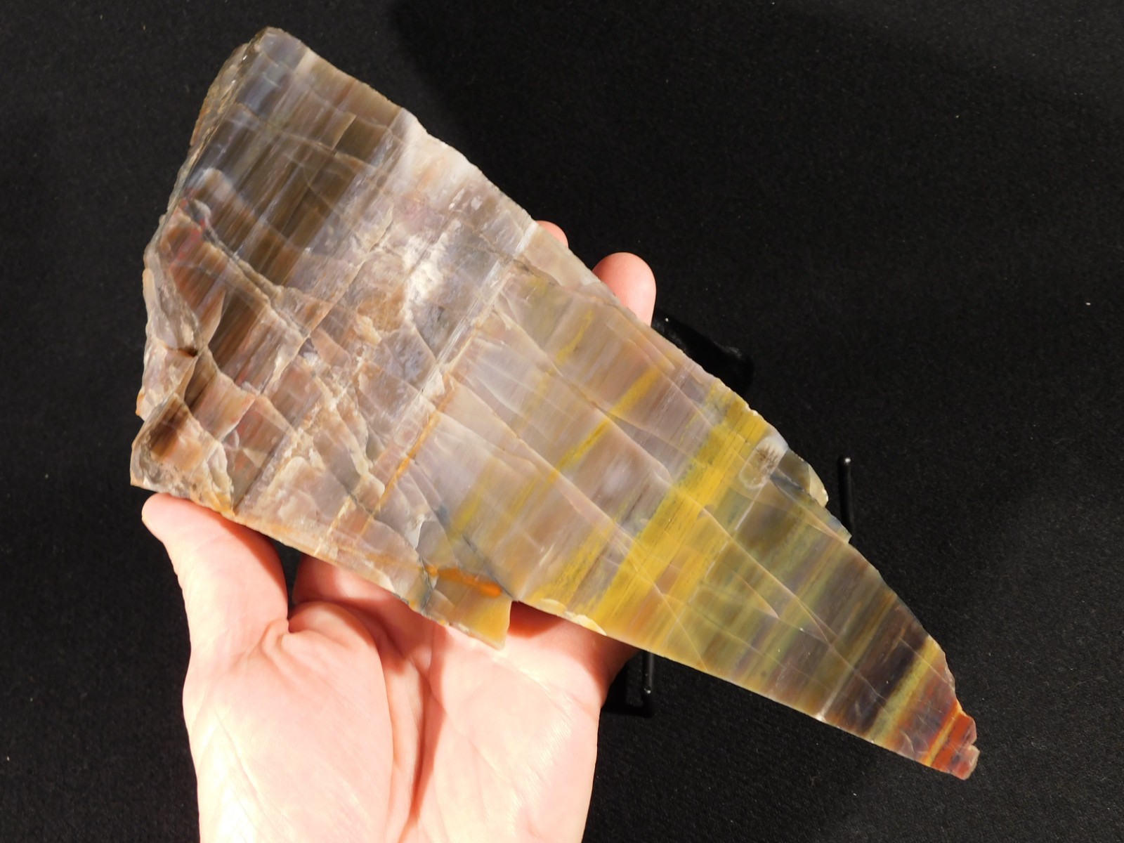 Larger 210 Million Year Old! Polished Petrified WOOD Fossil Slab Arizona 925gr