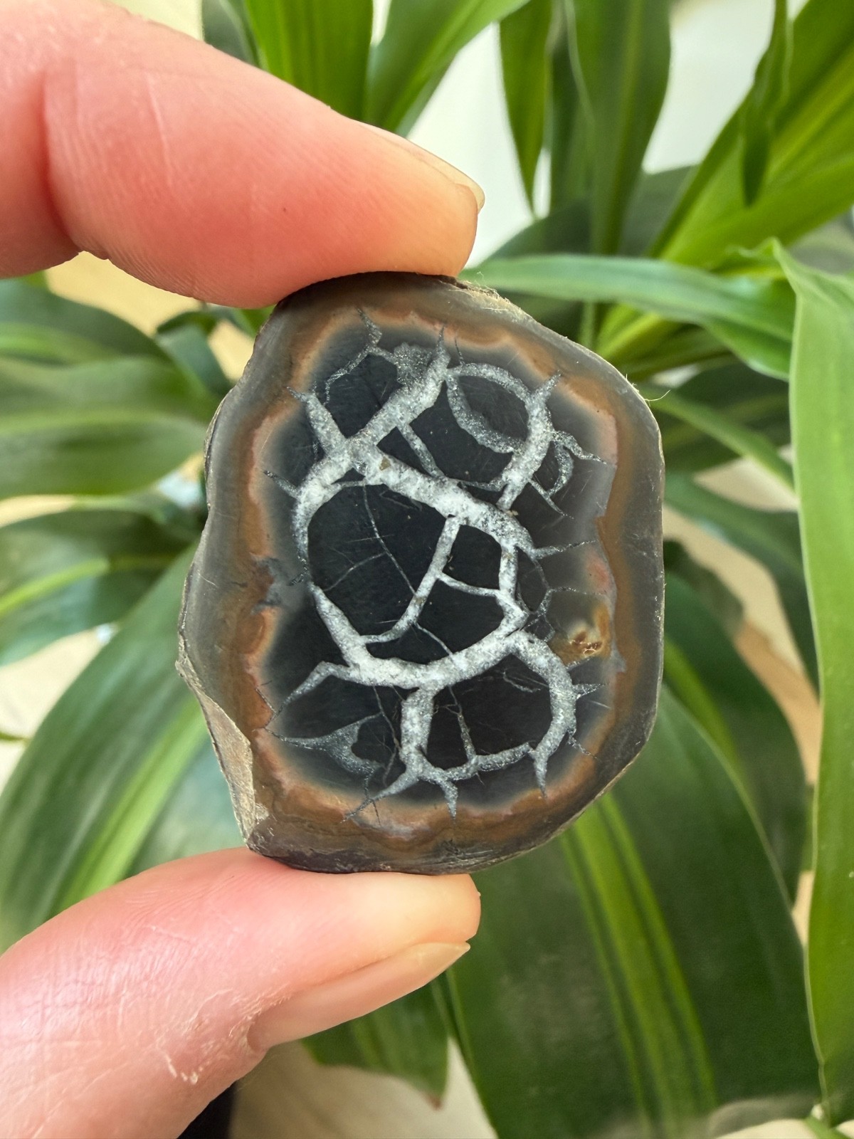 Polished Septarian Geode Matching Pair 1.65oz – Moroccan Dragon Stone Specimen