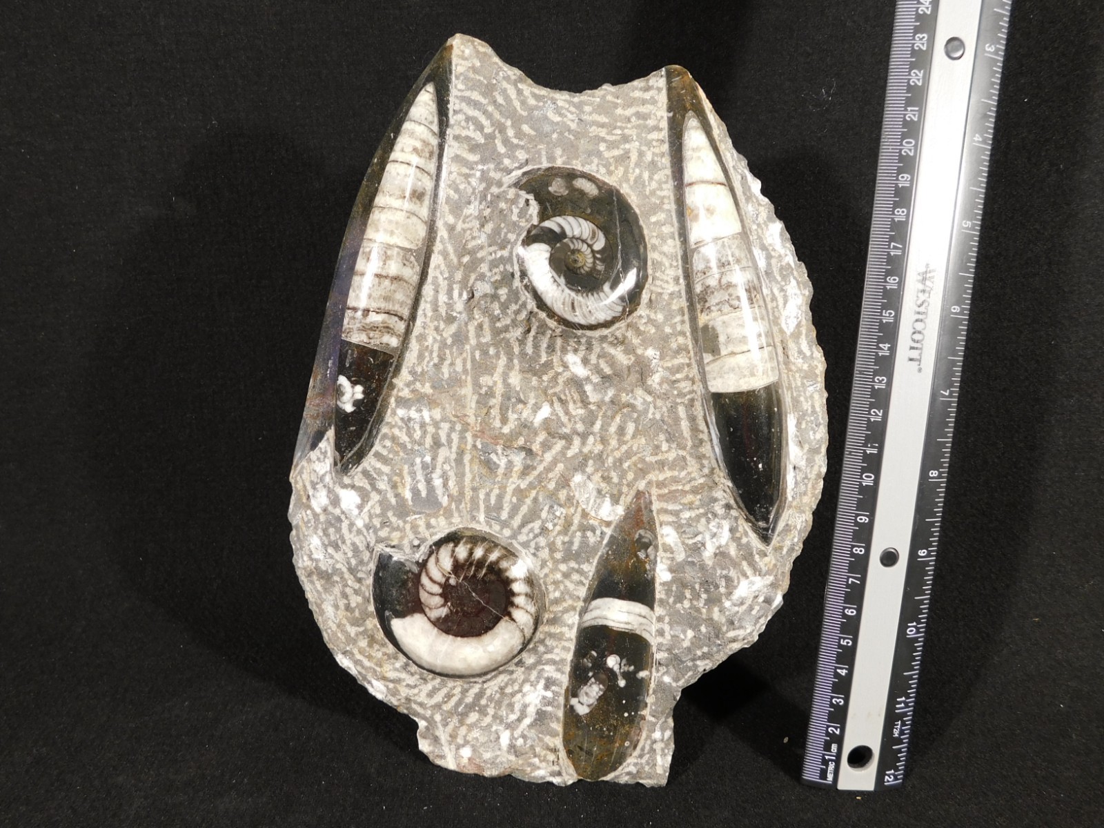 Polished Goniatite and Orthoceras Fossils in Big FREE Standing Matrix! 1686gr