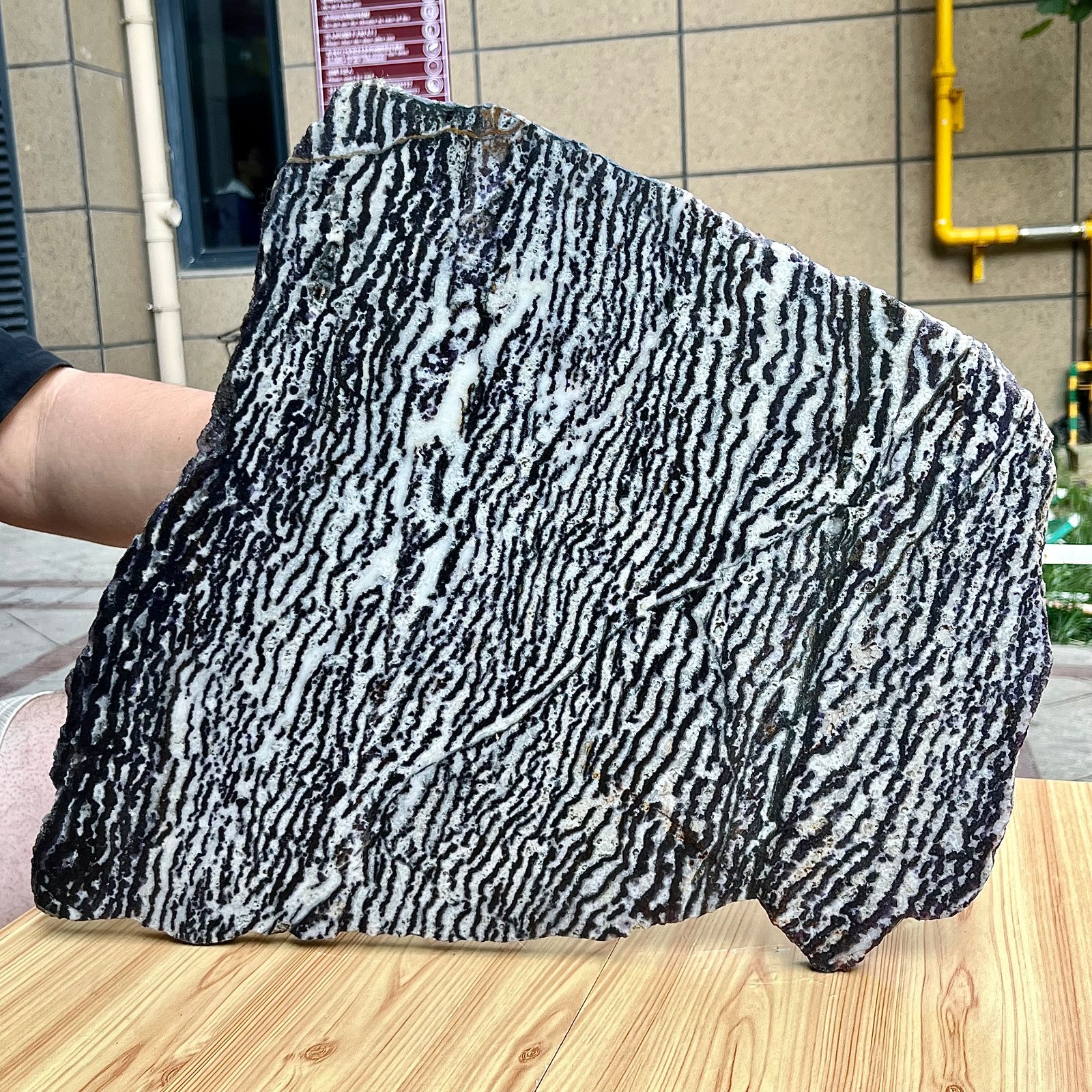 Zebra Stone Polished Slice Black White Stripe Mineral Specimen Display 9.9 lb