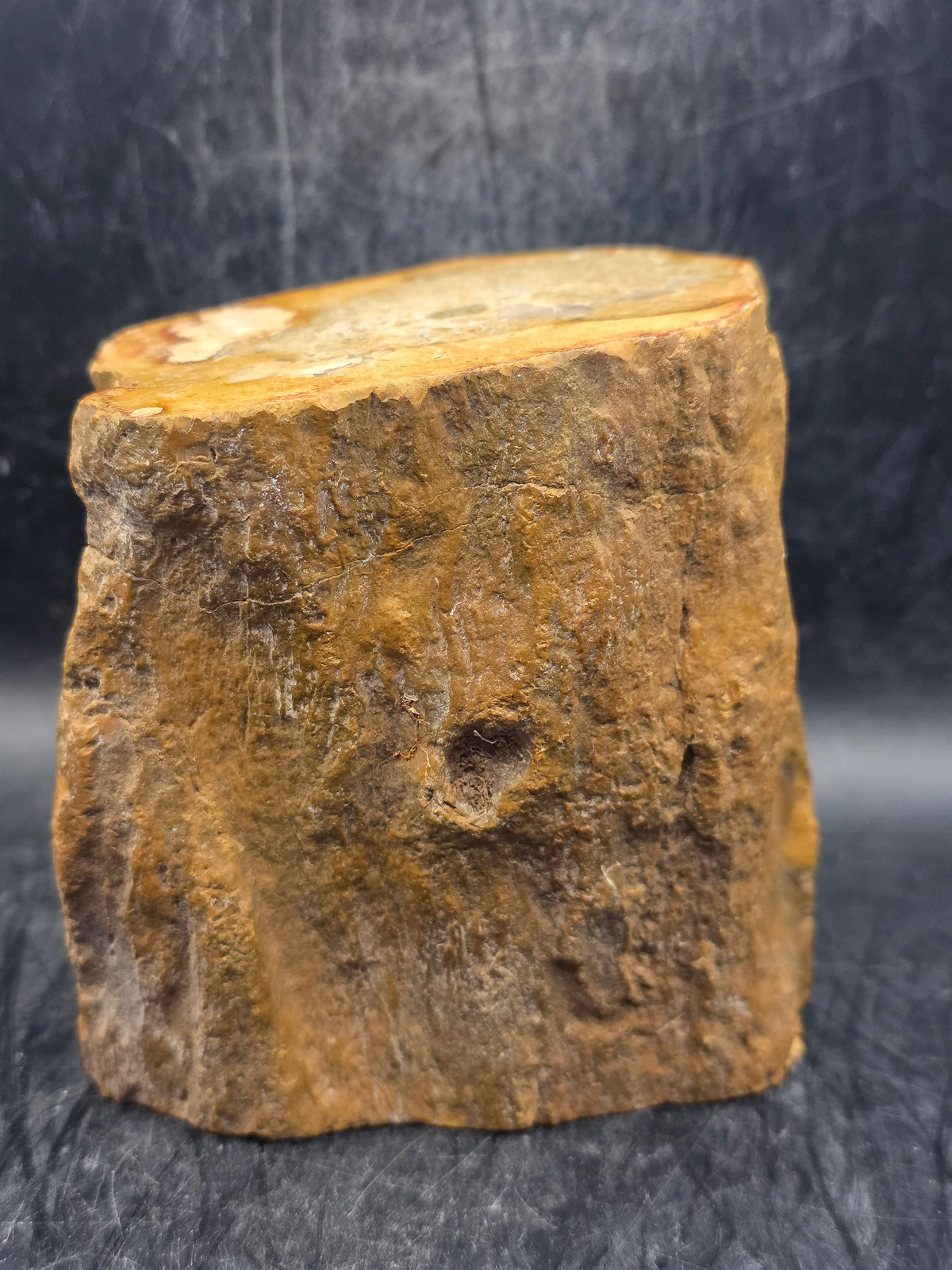 Petrified wood trunk! 1.15 pounds, 3.5 inches tall, 3.3 inches wide
