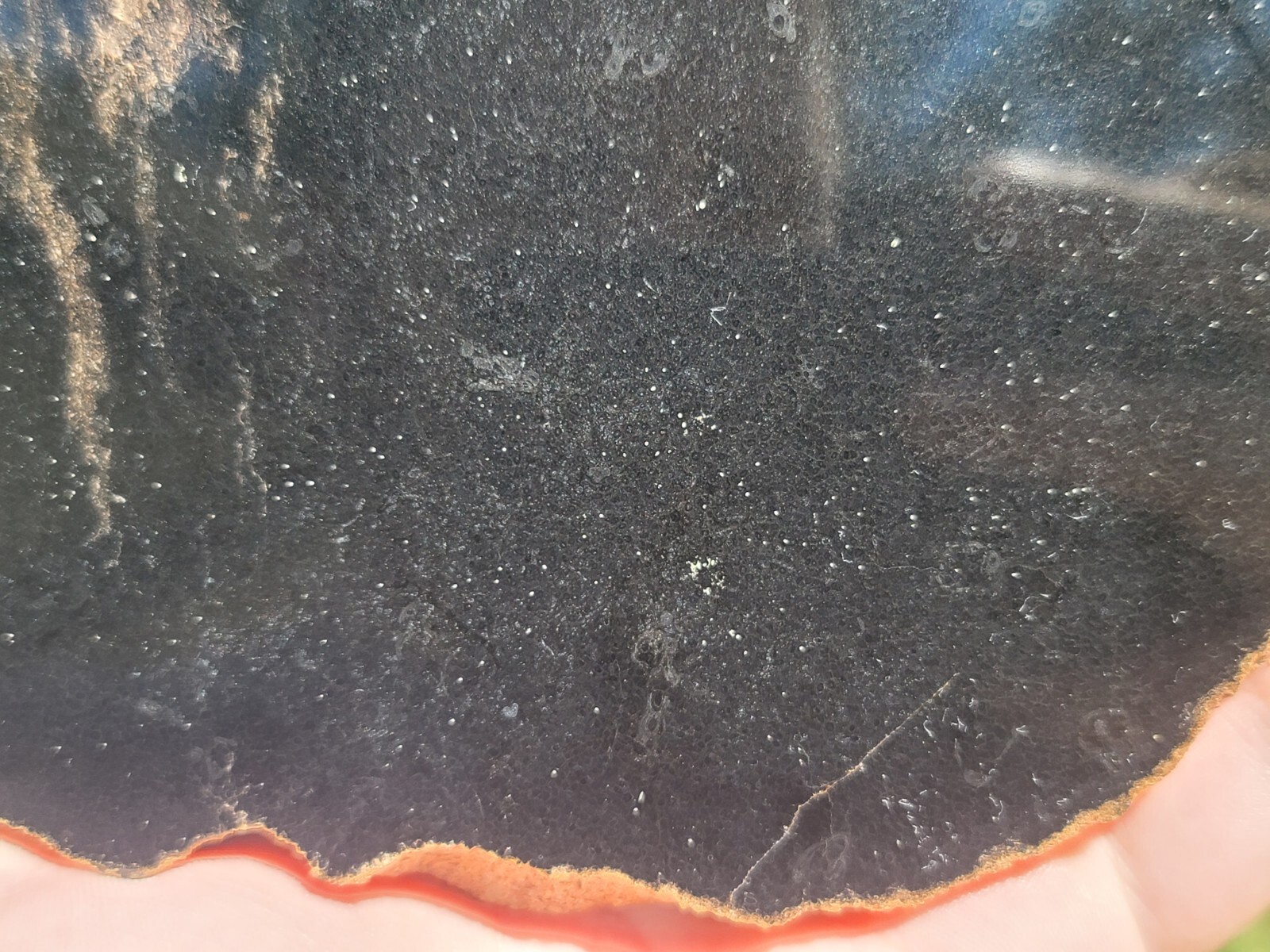 Tempskya Fossil Fern Polished Slab Utah