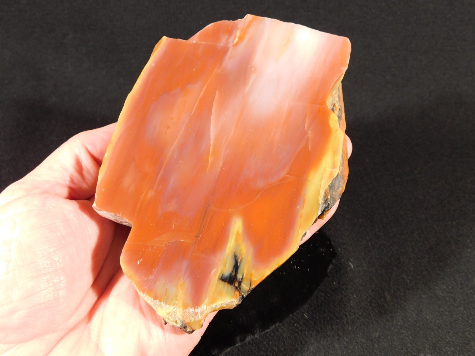Larger! Red Purple Yellow Polished Petrified RAINBOW WOOD Fossil Arizona 959gr