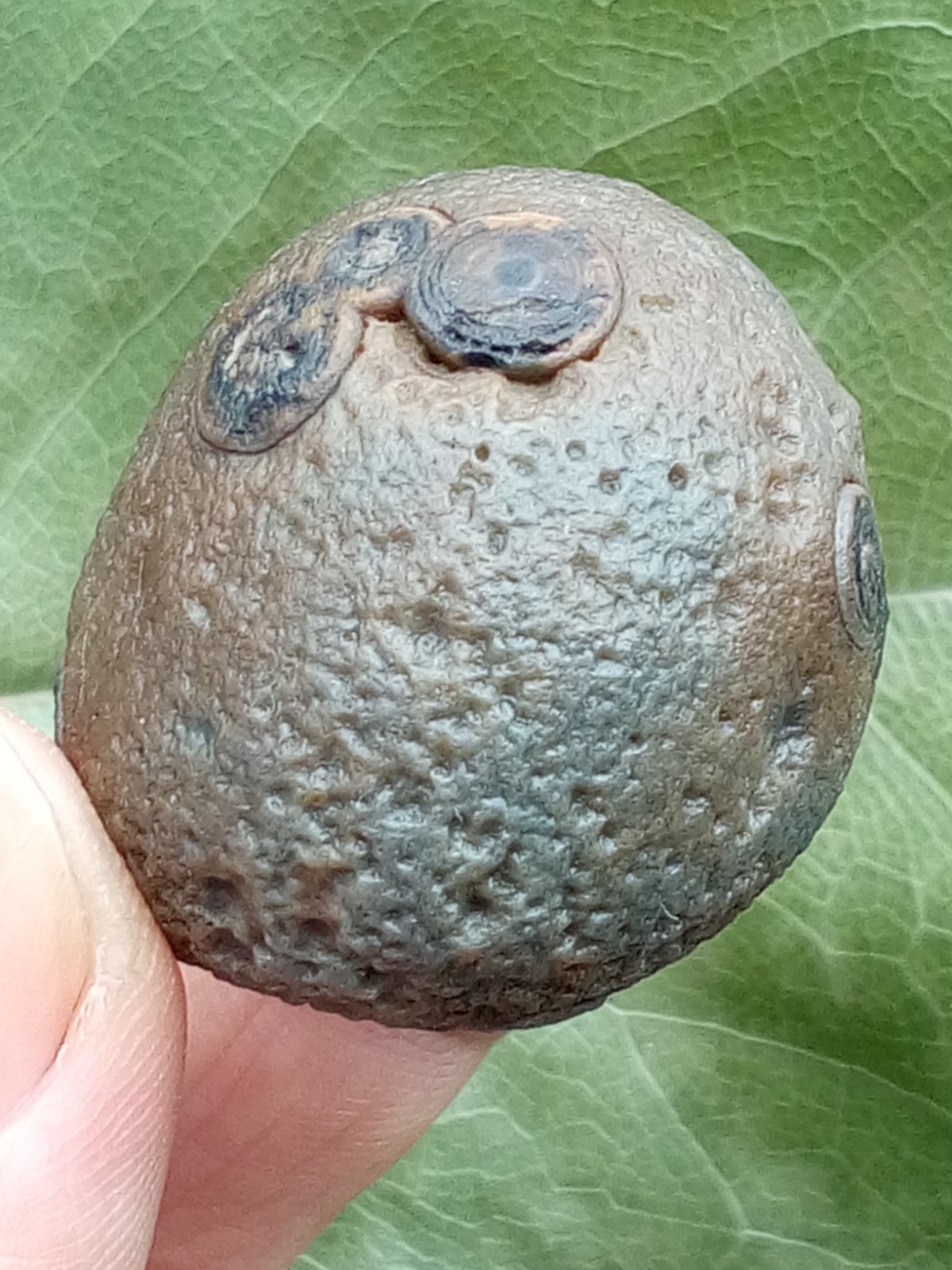36mm Beautiful Natural GoBi agate eye agate stone collection