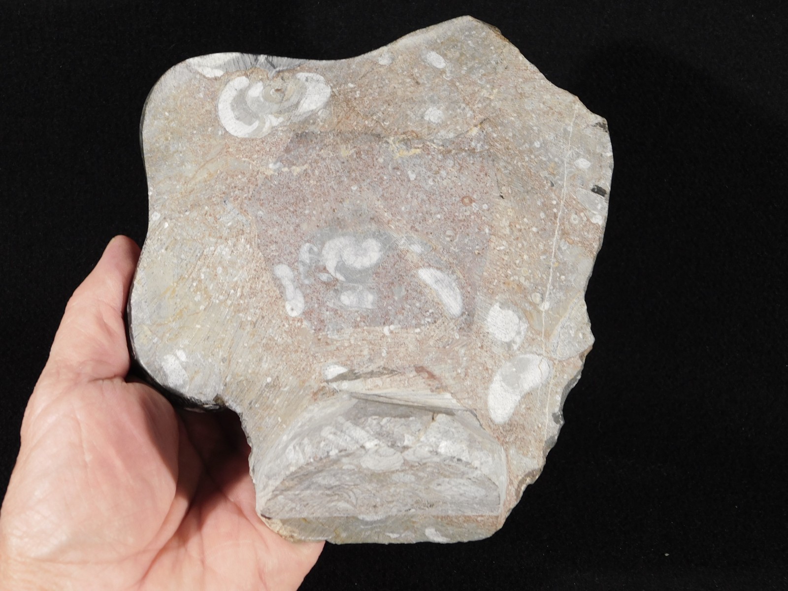 TWO! FREE Standing Polished Goniatites and TWO Orthoceras Fossils Morocco 1121gr